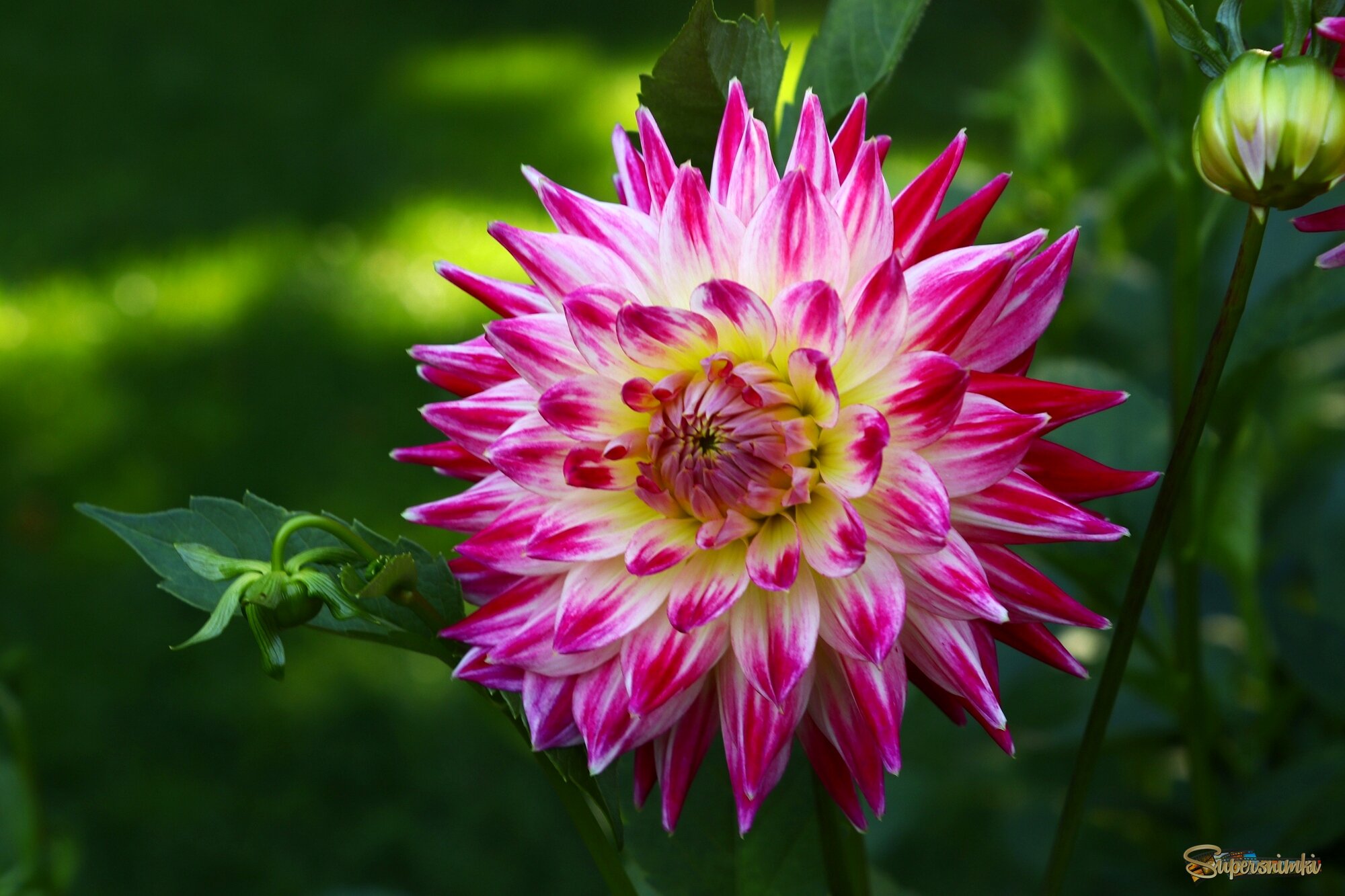 Георгины — октябрьский подарок