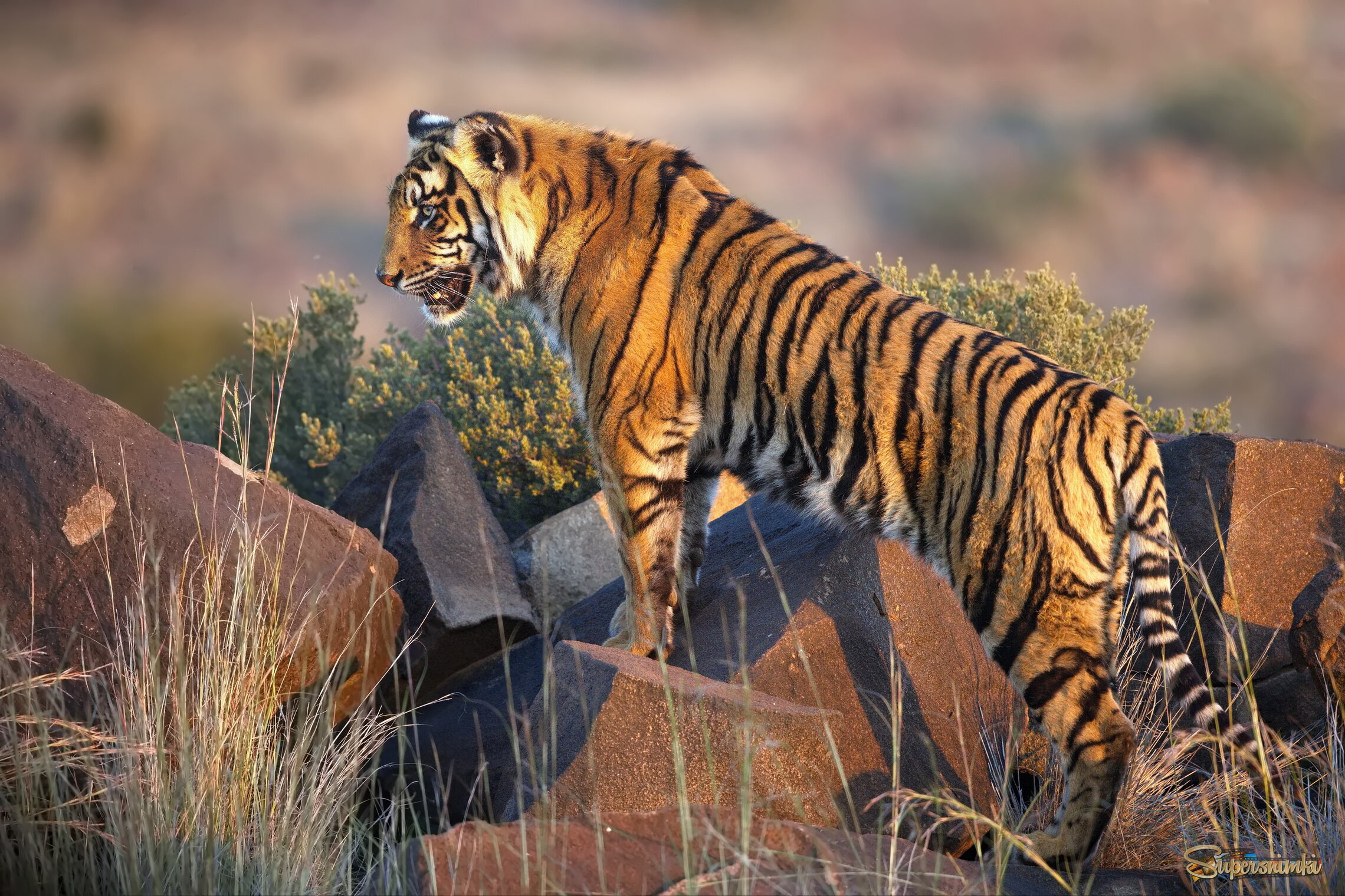 Погреться на вечернем солнышке