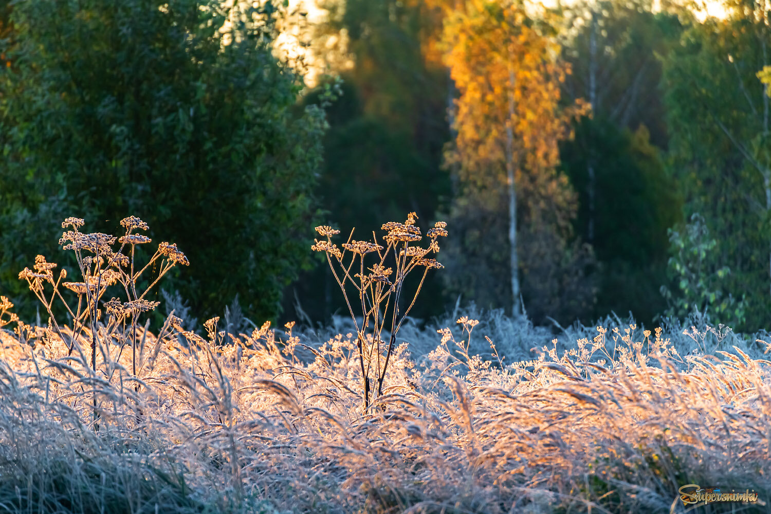 Холодное утро