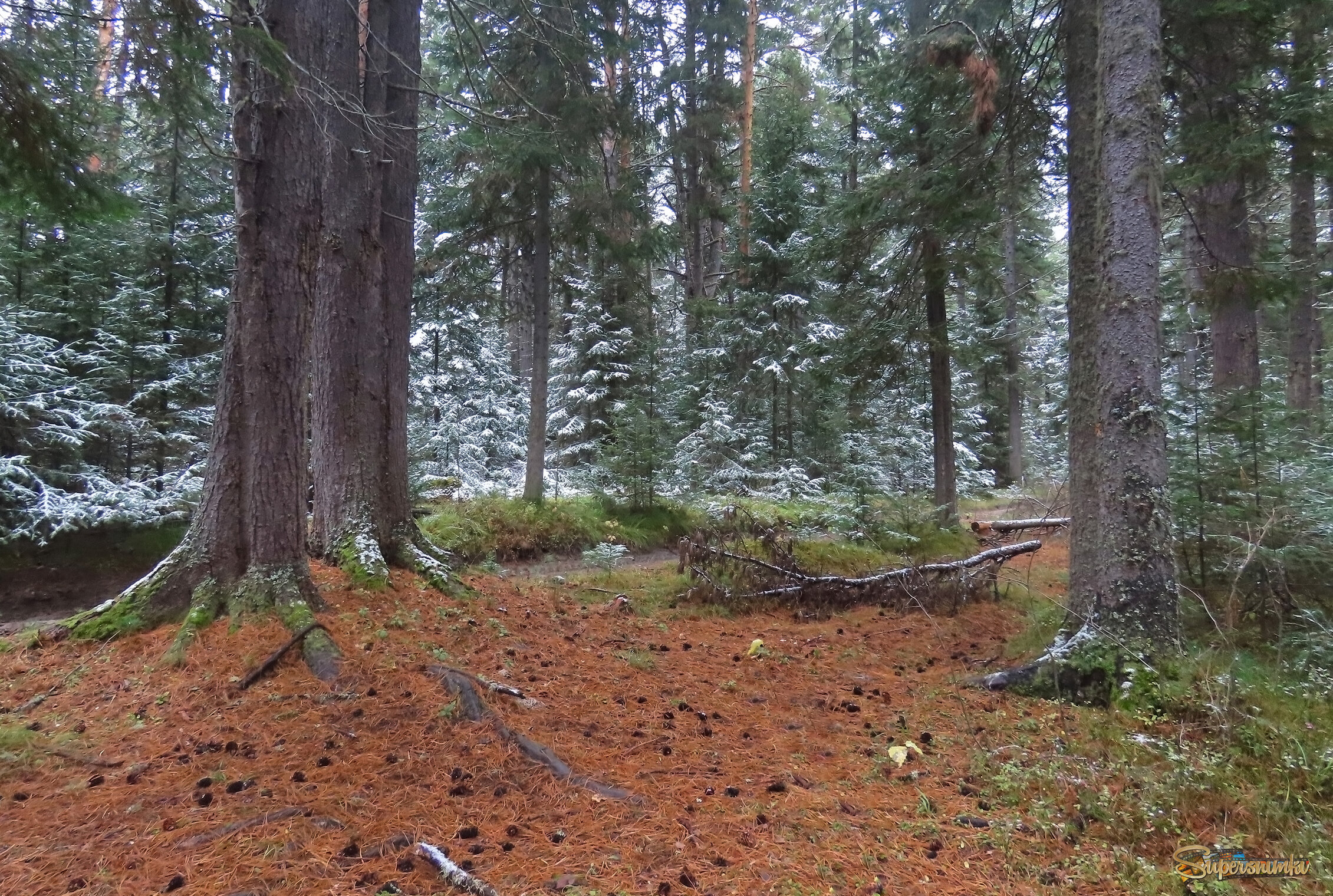 Бор кедровый