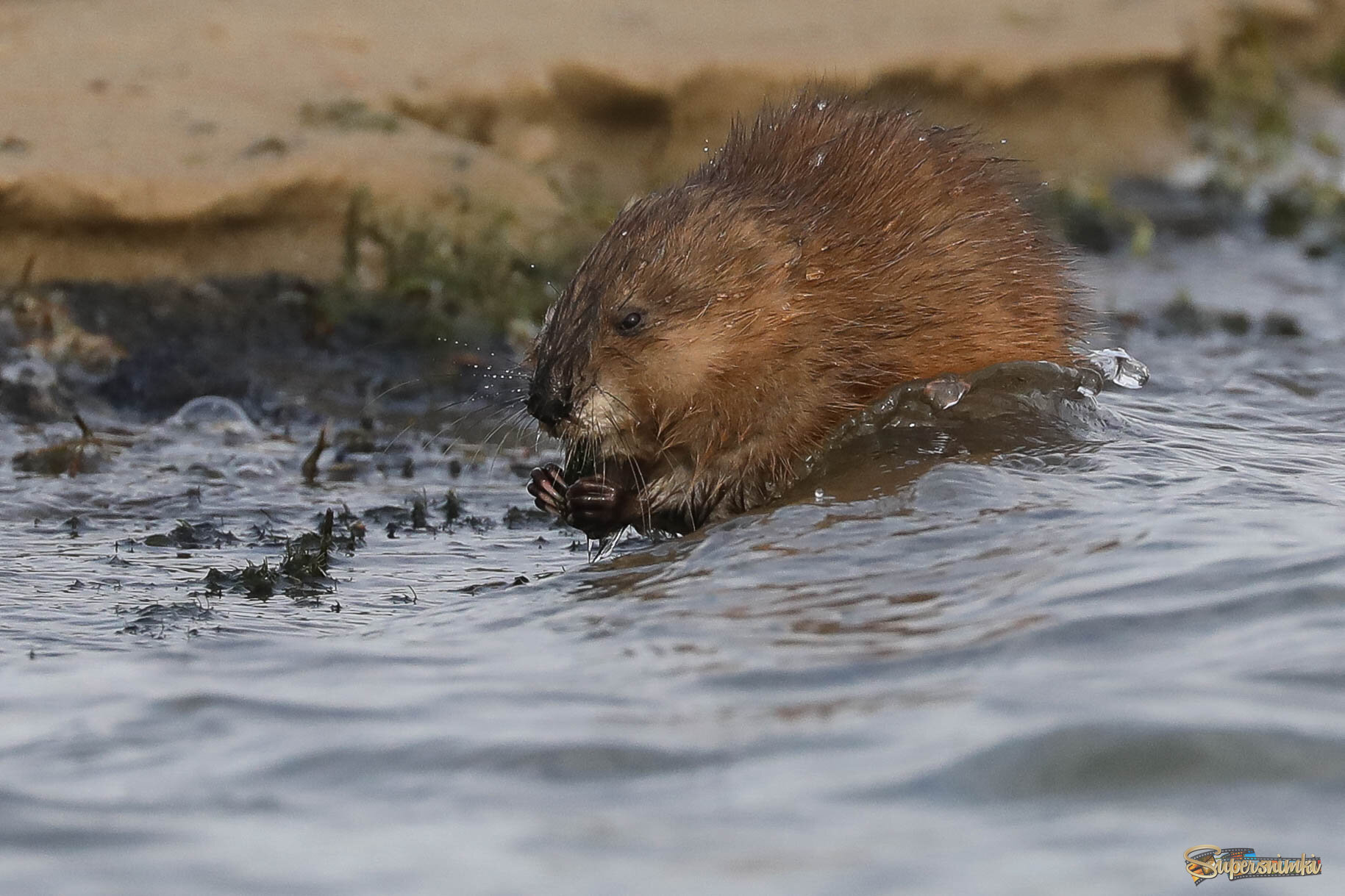 Волны нам не помеха