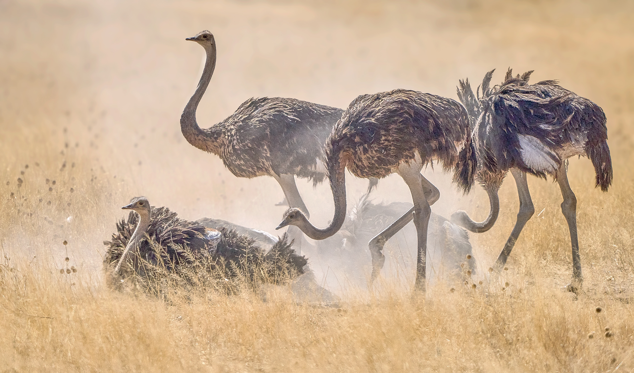 Намибийские истории...