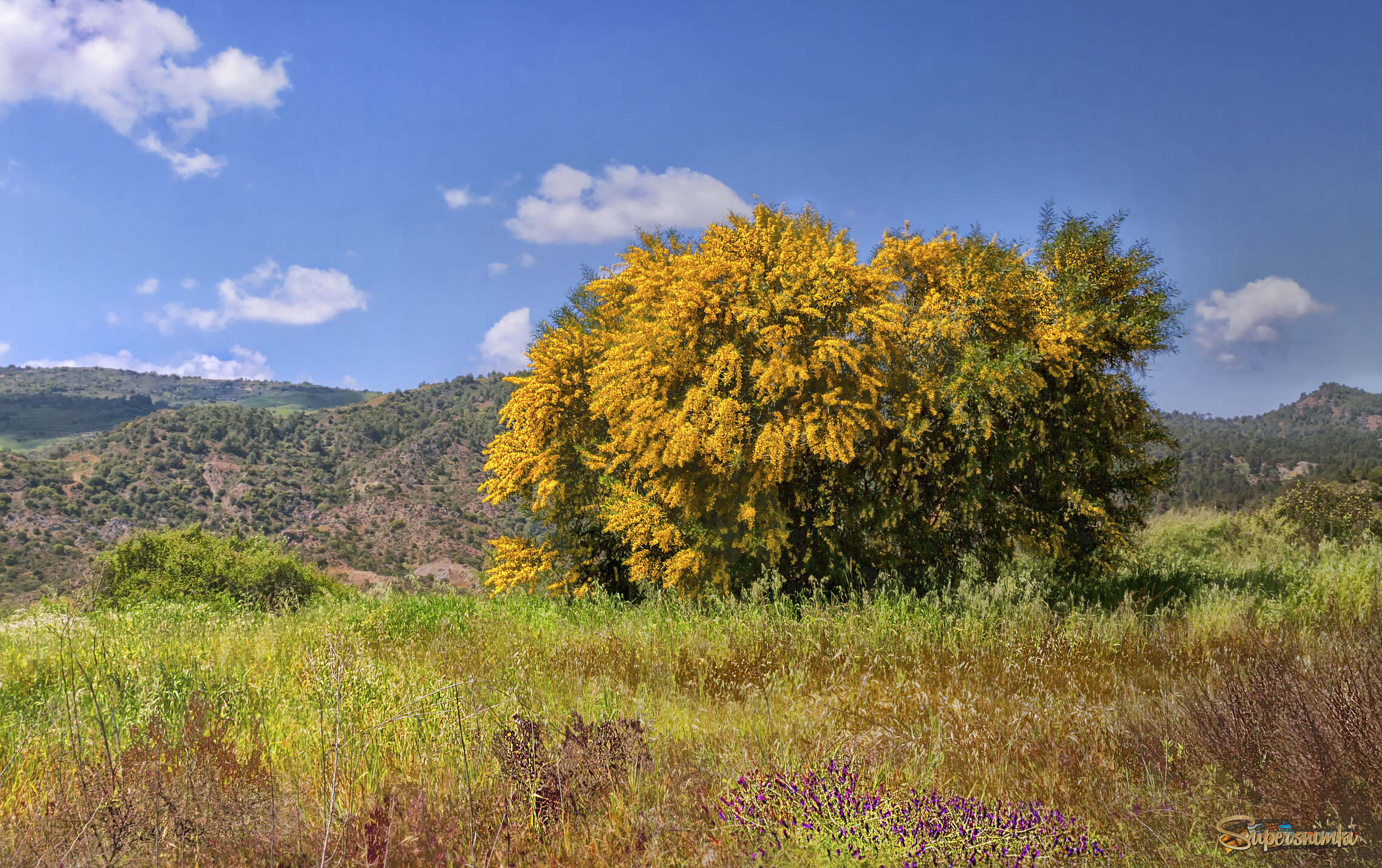 Пора цветения
