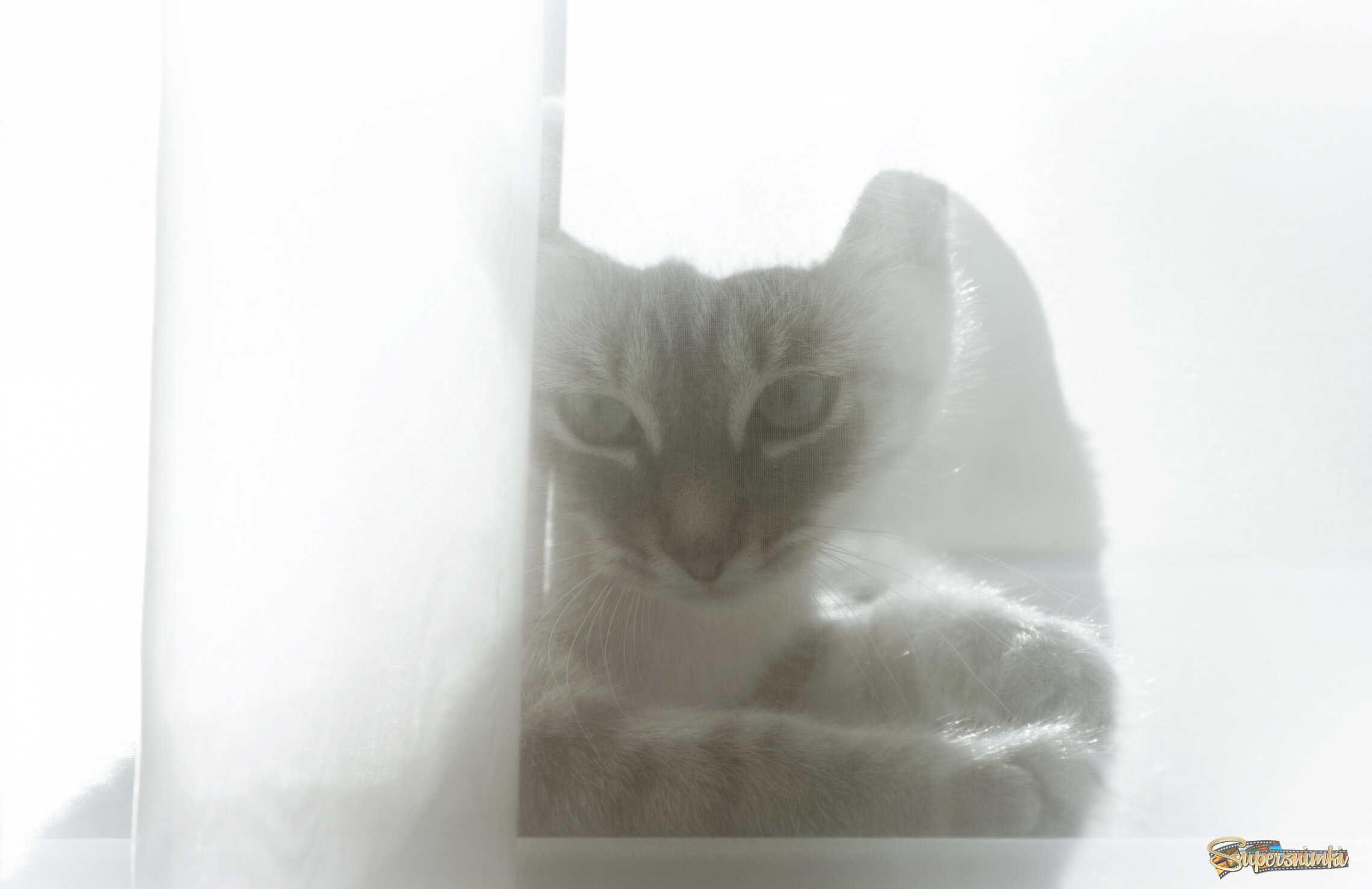 ТАИНСТВЕННАЯ ГОСТЬЯ