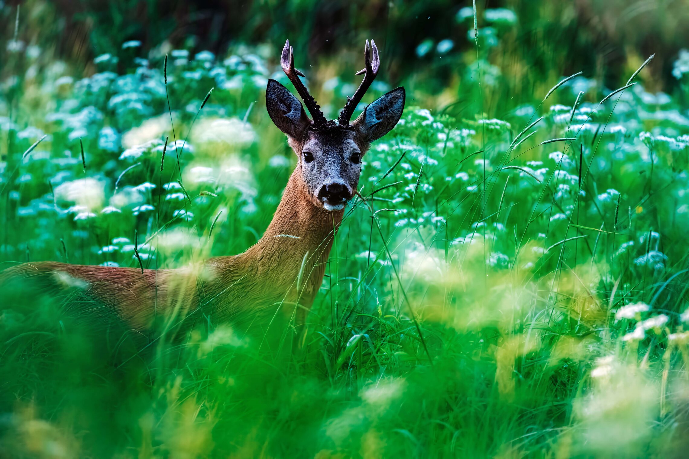 Любопытный взгляд