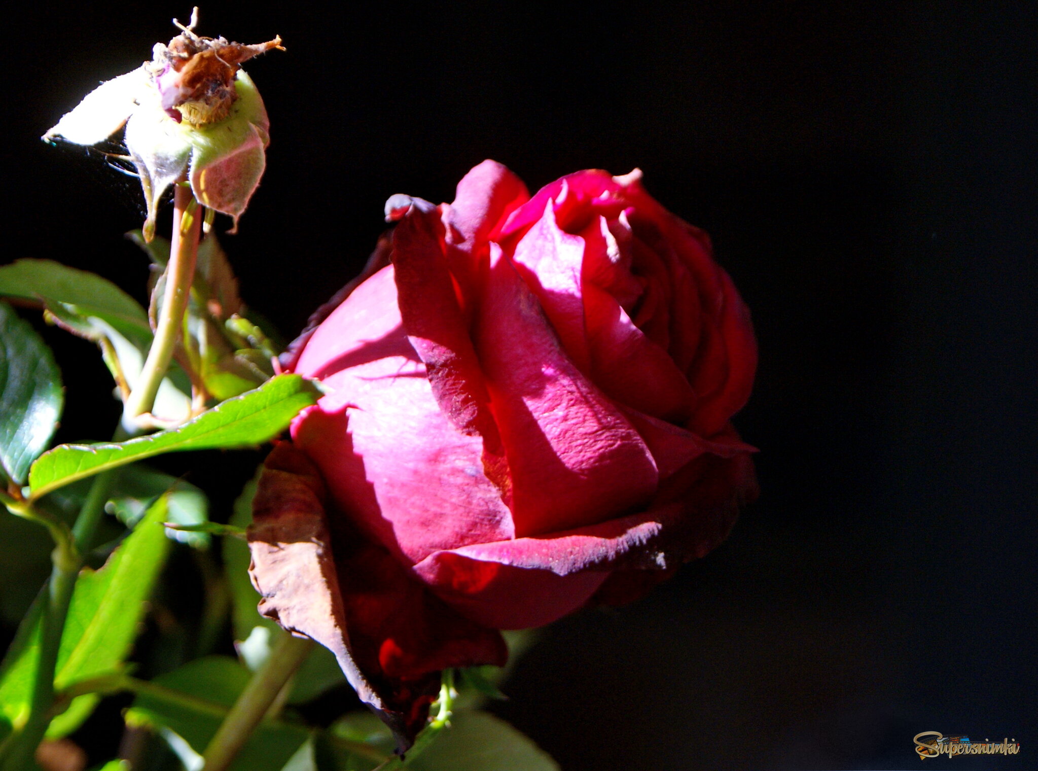 Роза завяла от мороза.