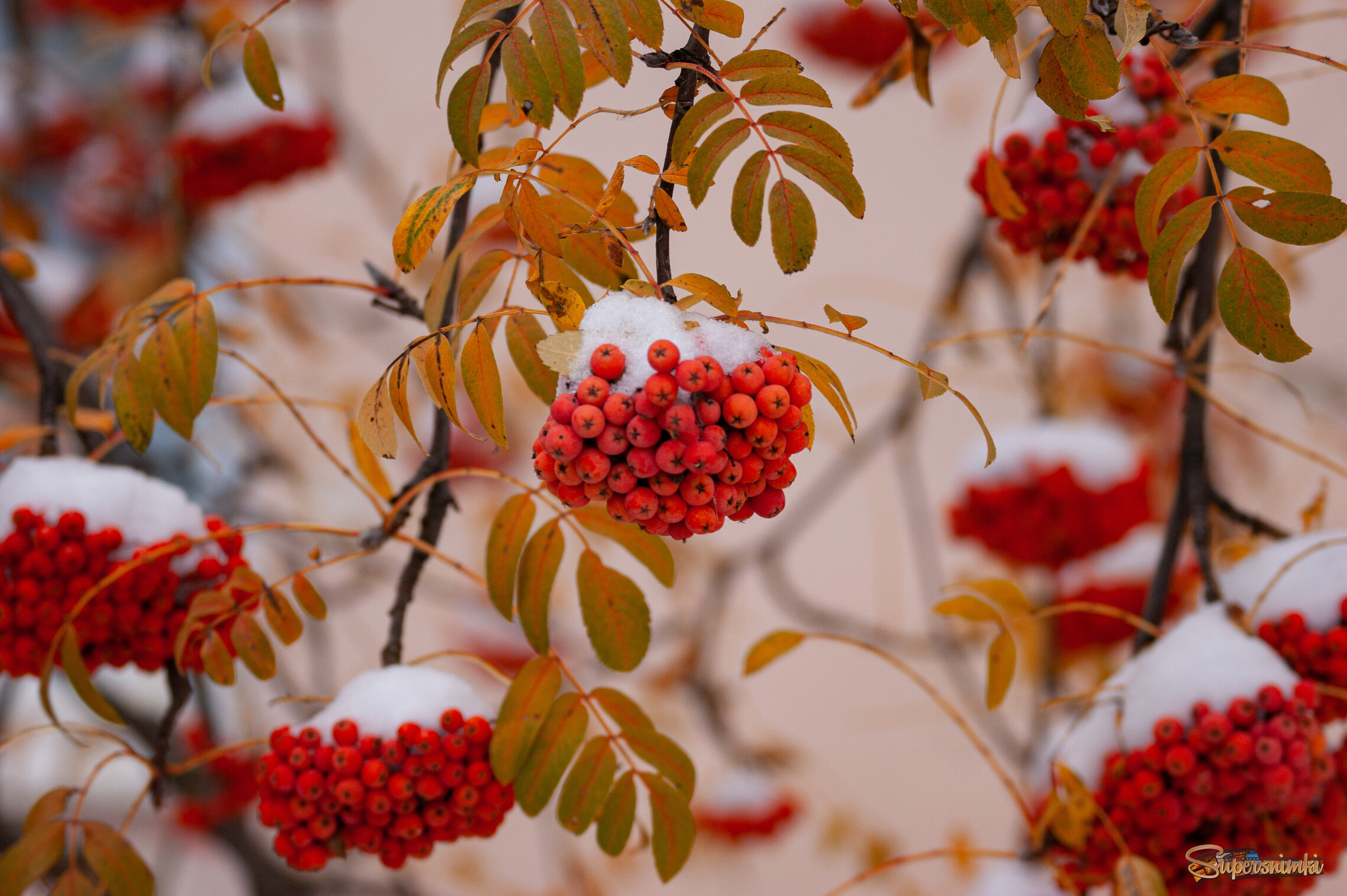 Первый снег