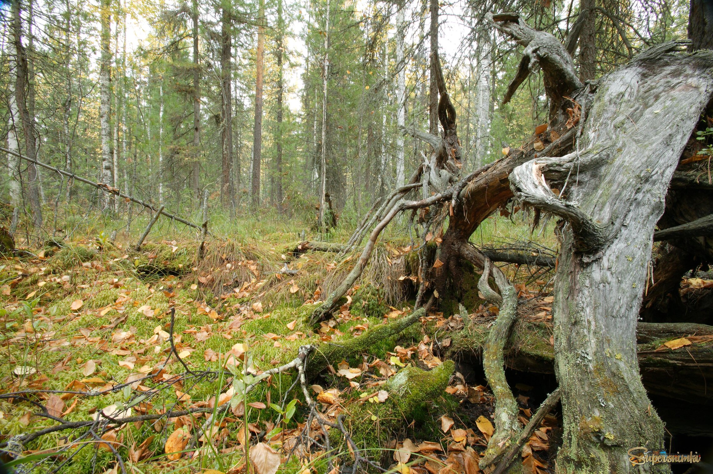 Большое Васюганское болото***