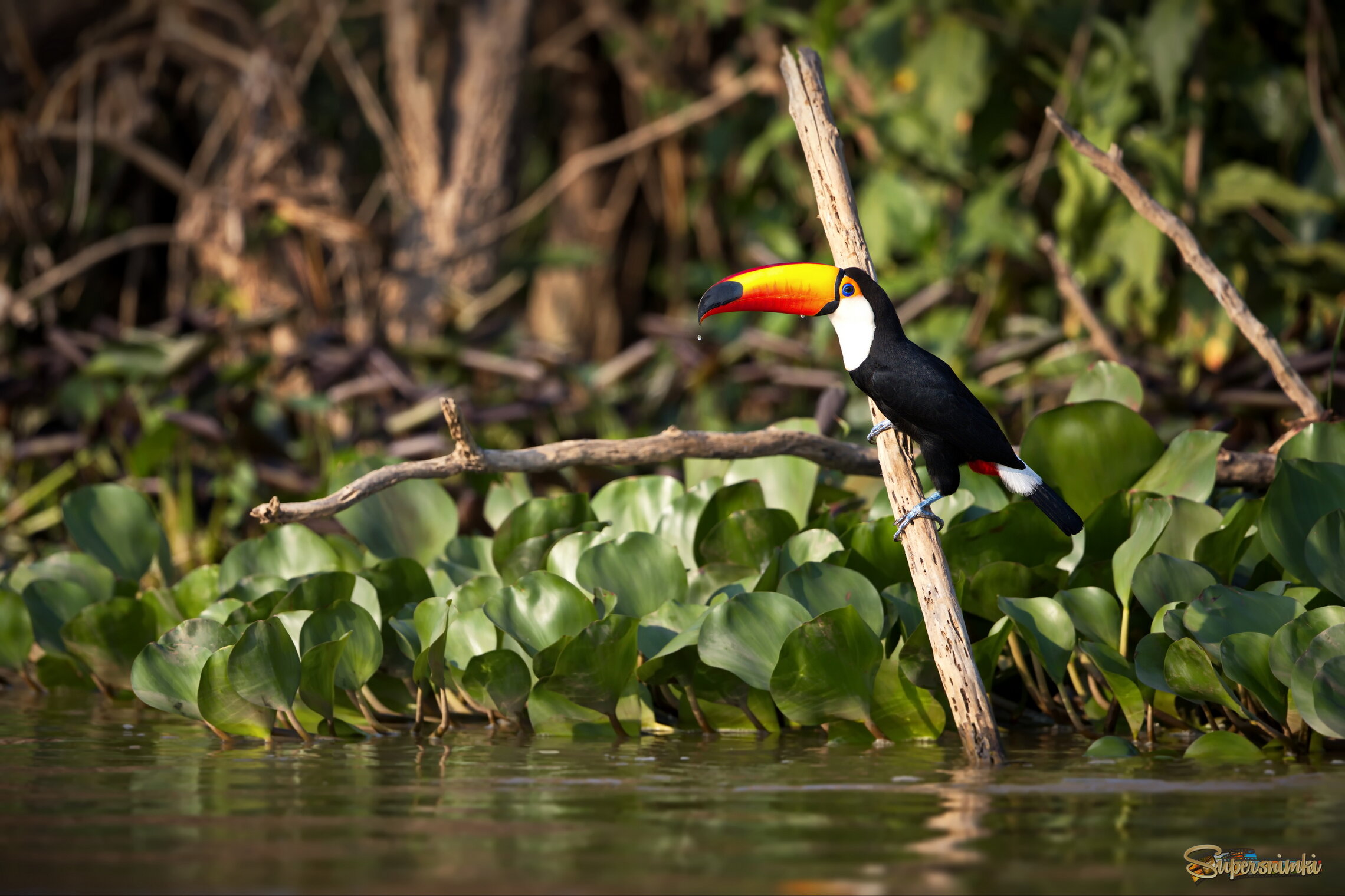 Раздумья у реки