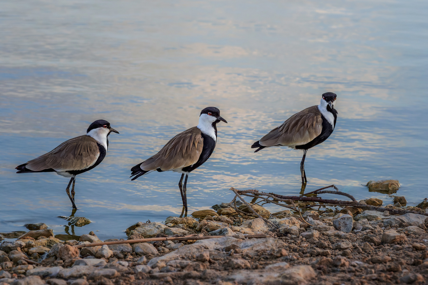 Три богатыря