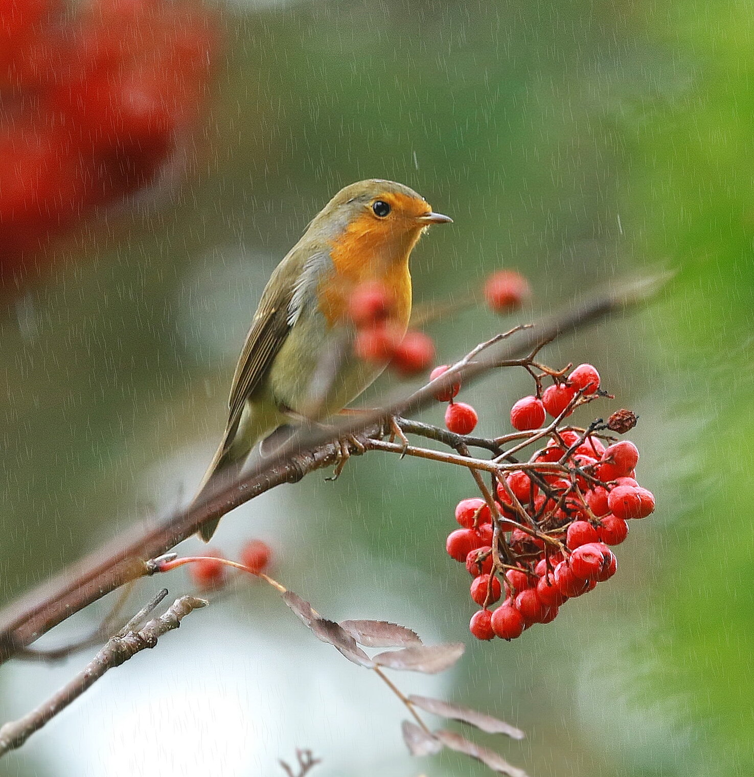  в осенний дождь...