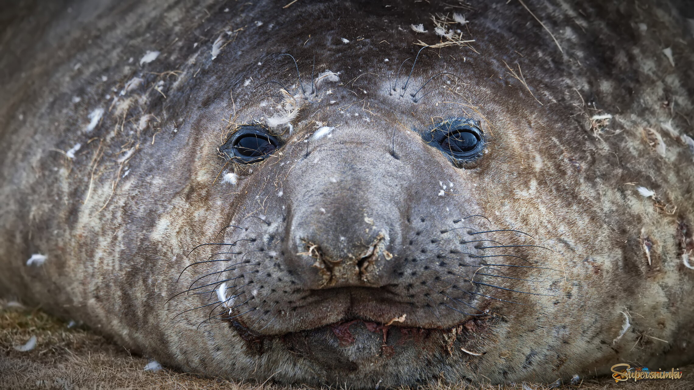 ...шире колеса)!
