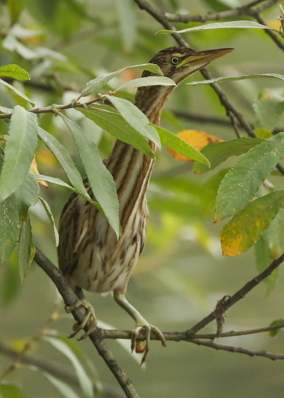 Это кто там наверху?