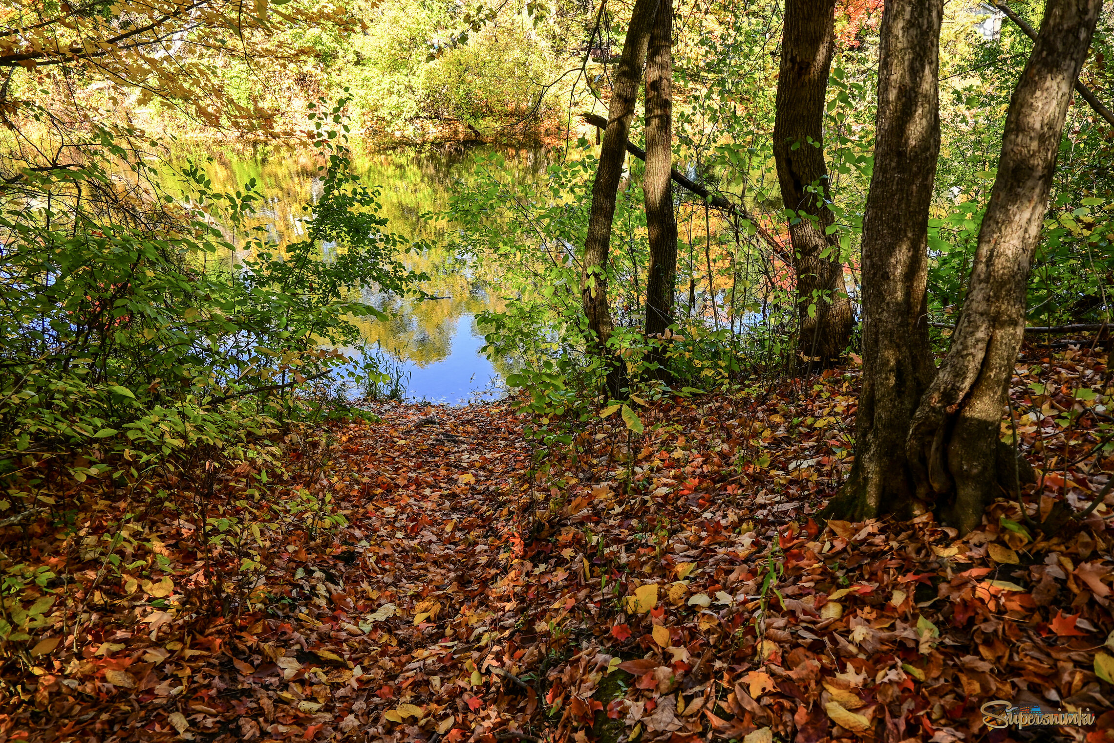 Из голубизны в рыжену