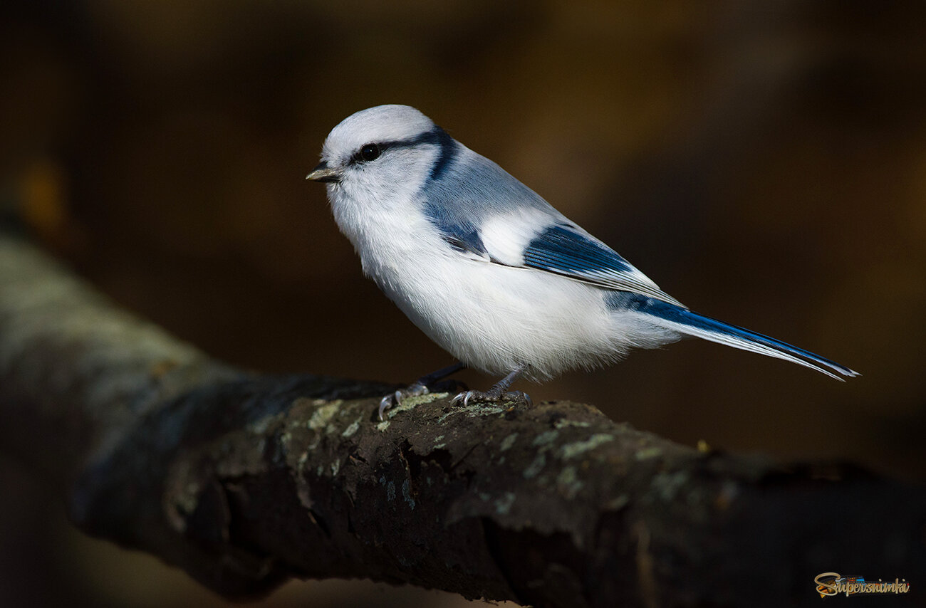 В тёмном царстве...
