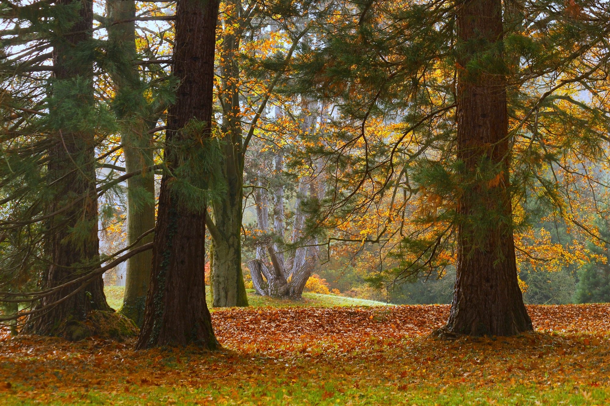 	 Осенний лес