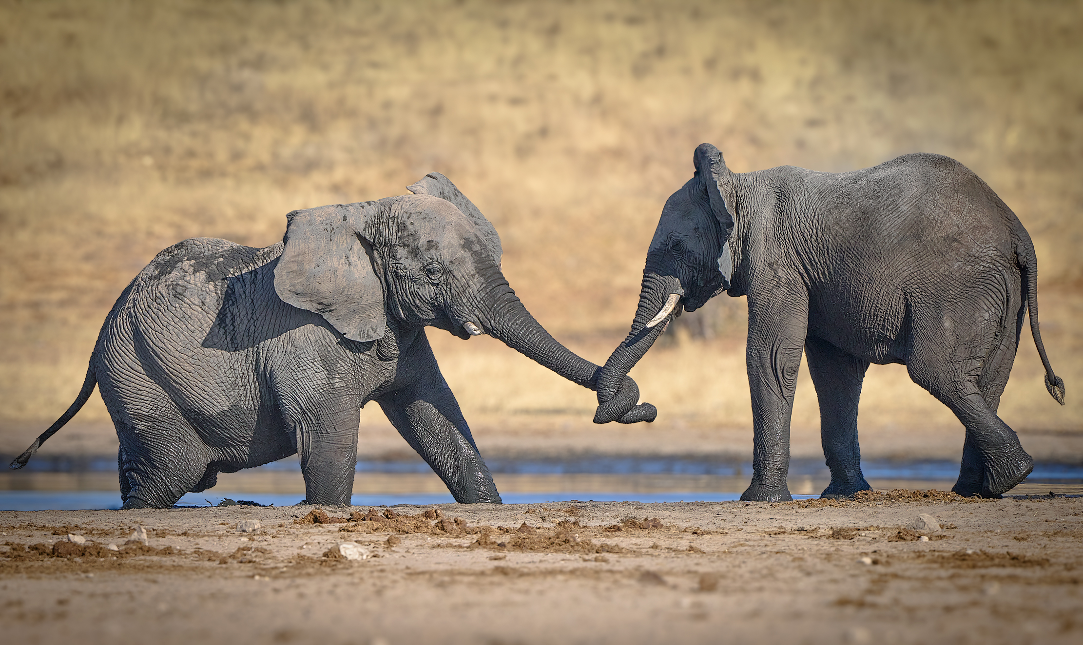 Ох не легкая это работа, из болота тащить...