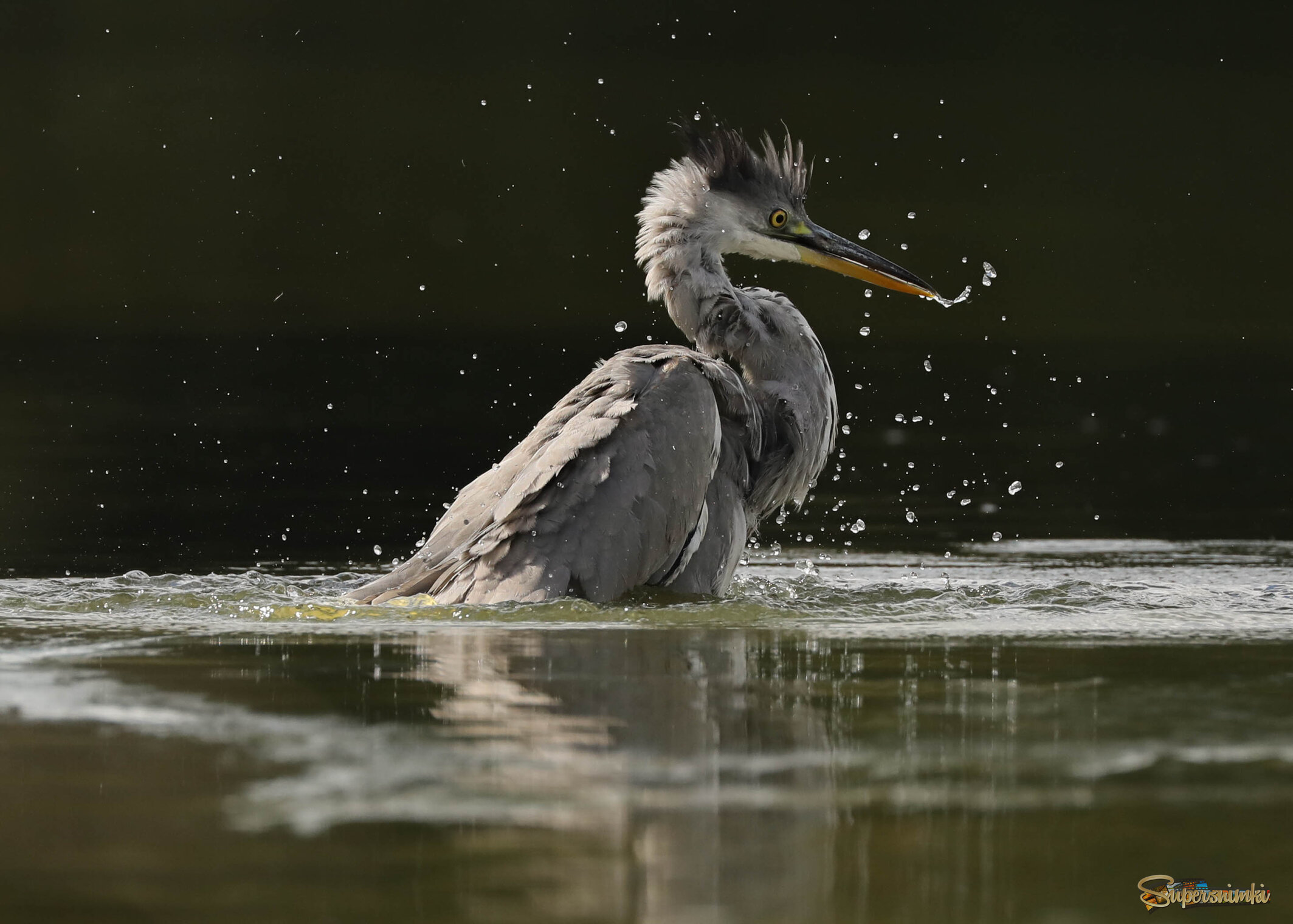 Вы думали, цапли не умеют купаться?