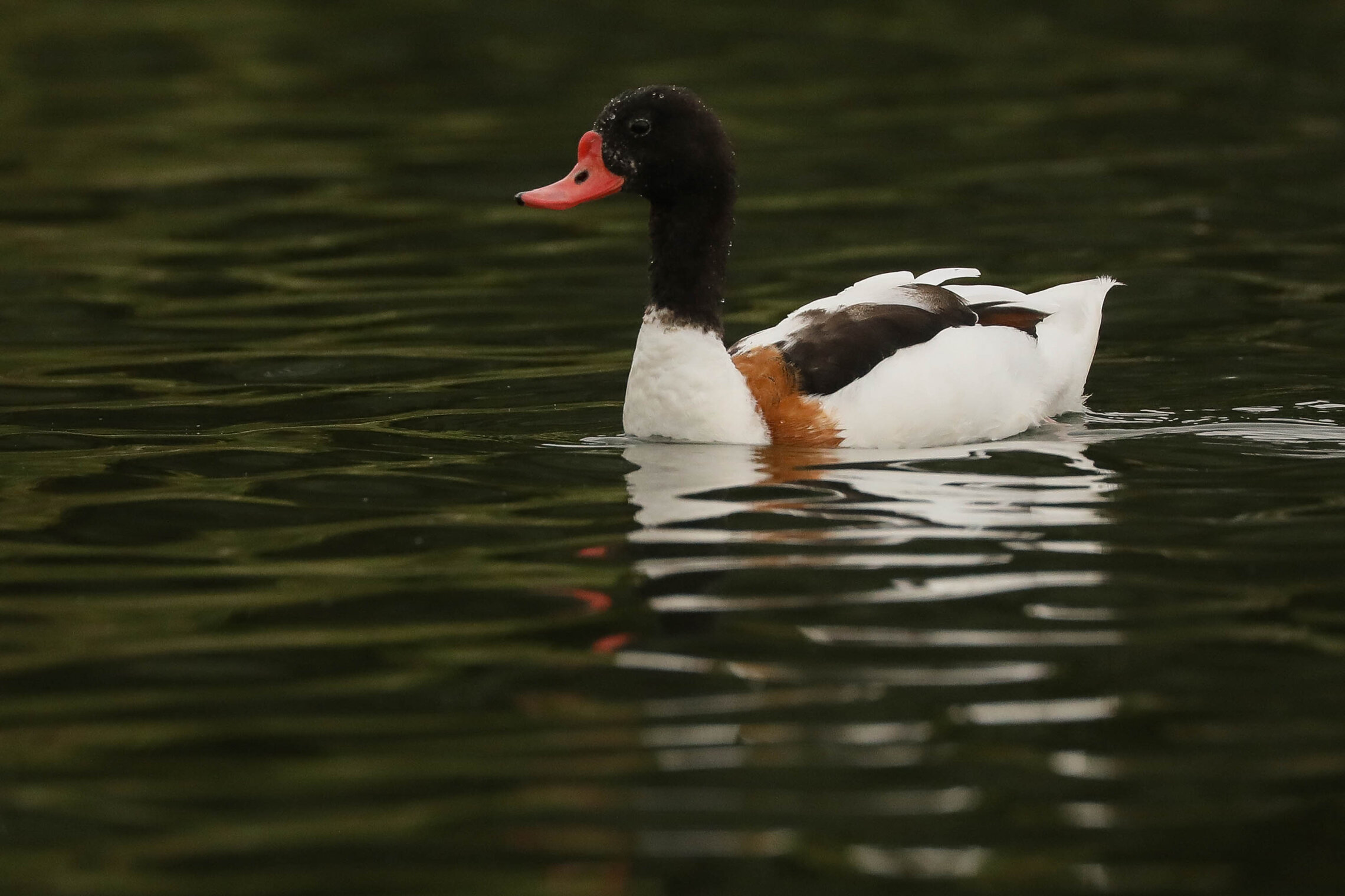 В родной стихии