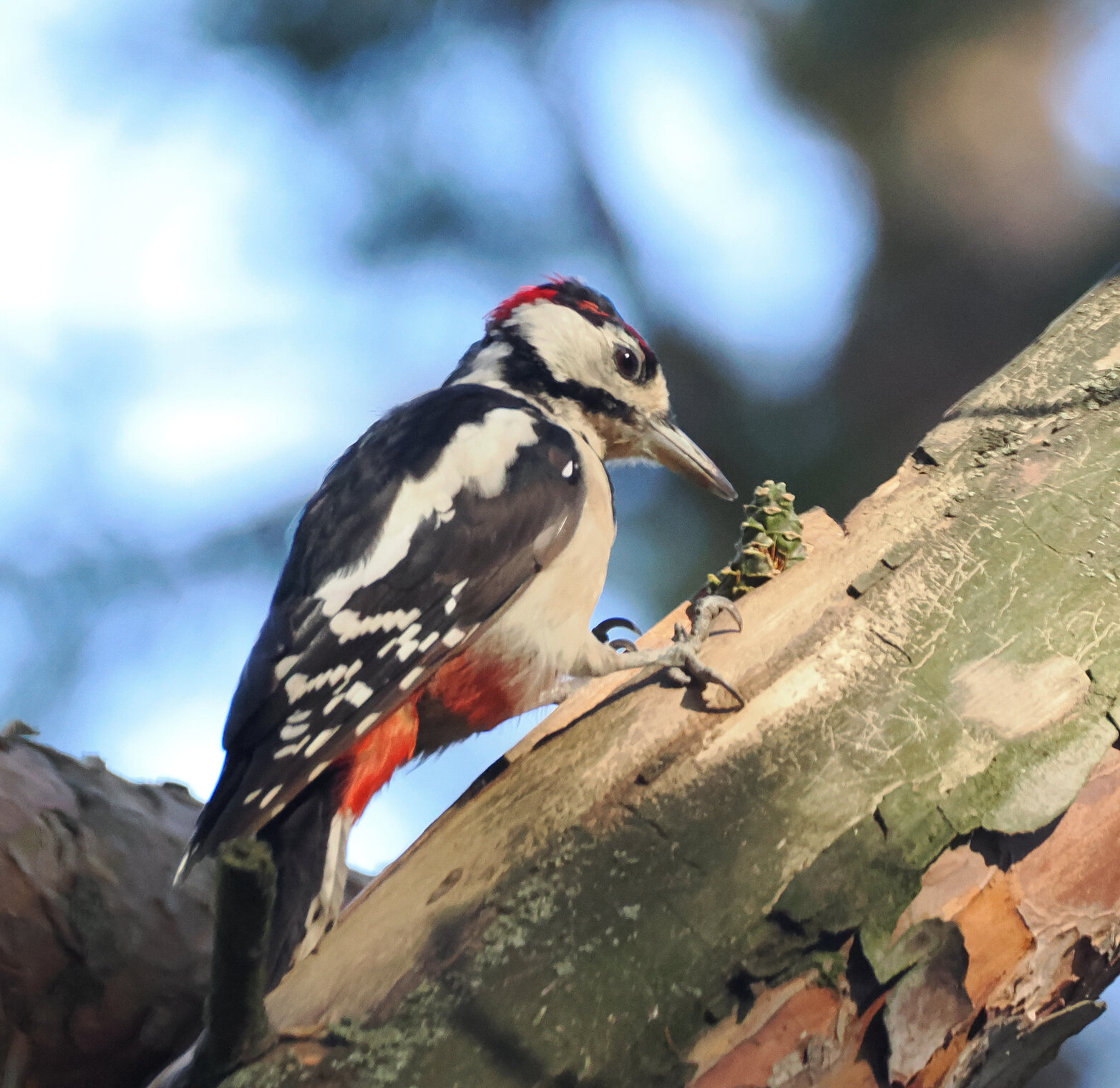 Большой пёстрый дятел, молодой, и шишки.