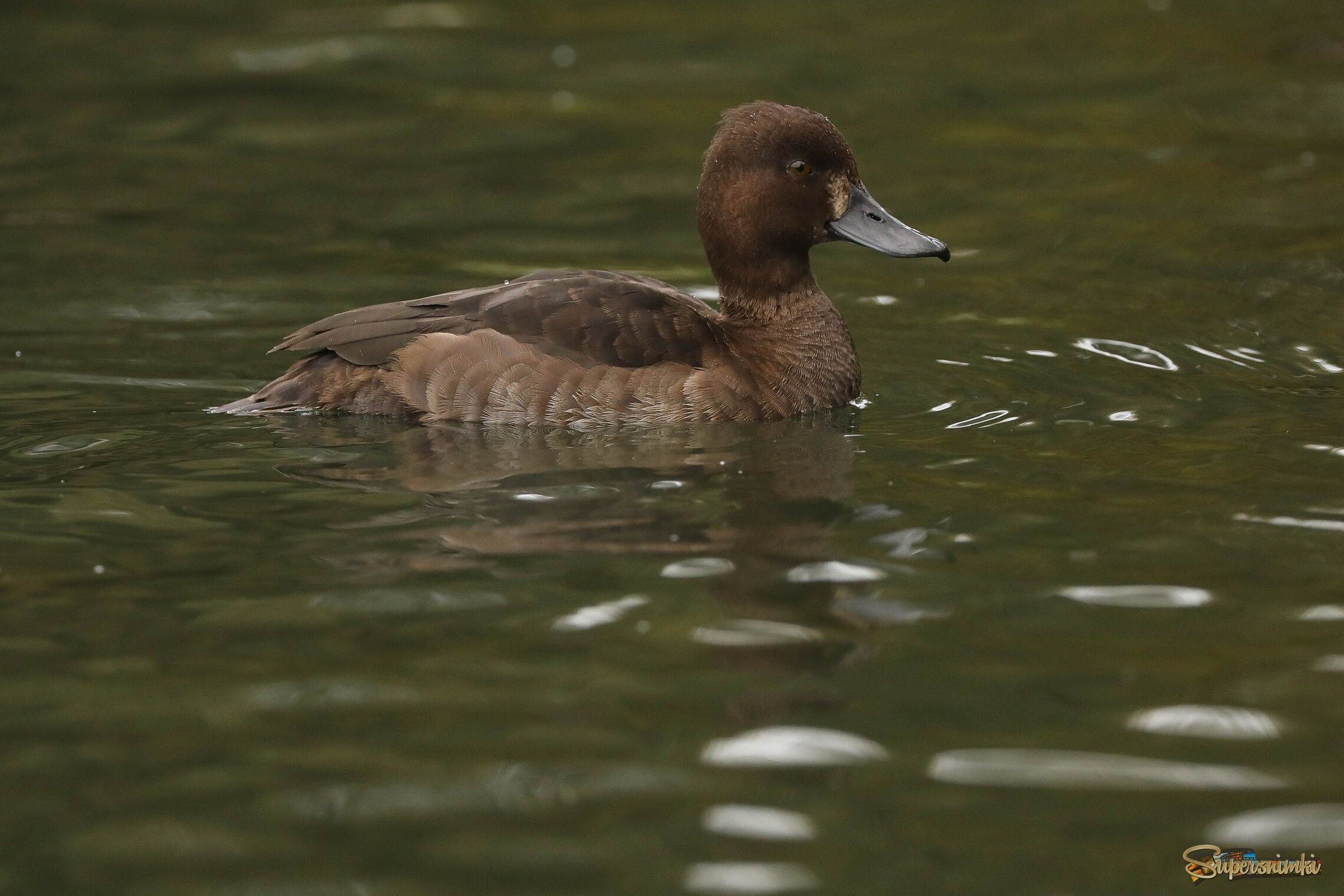 Кареглазая