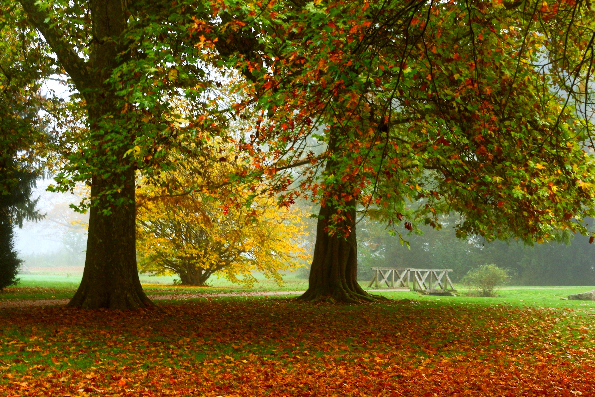 По парку бродит осень