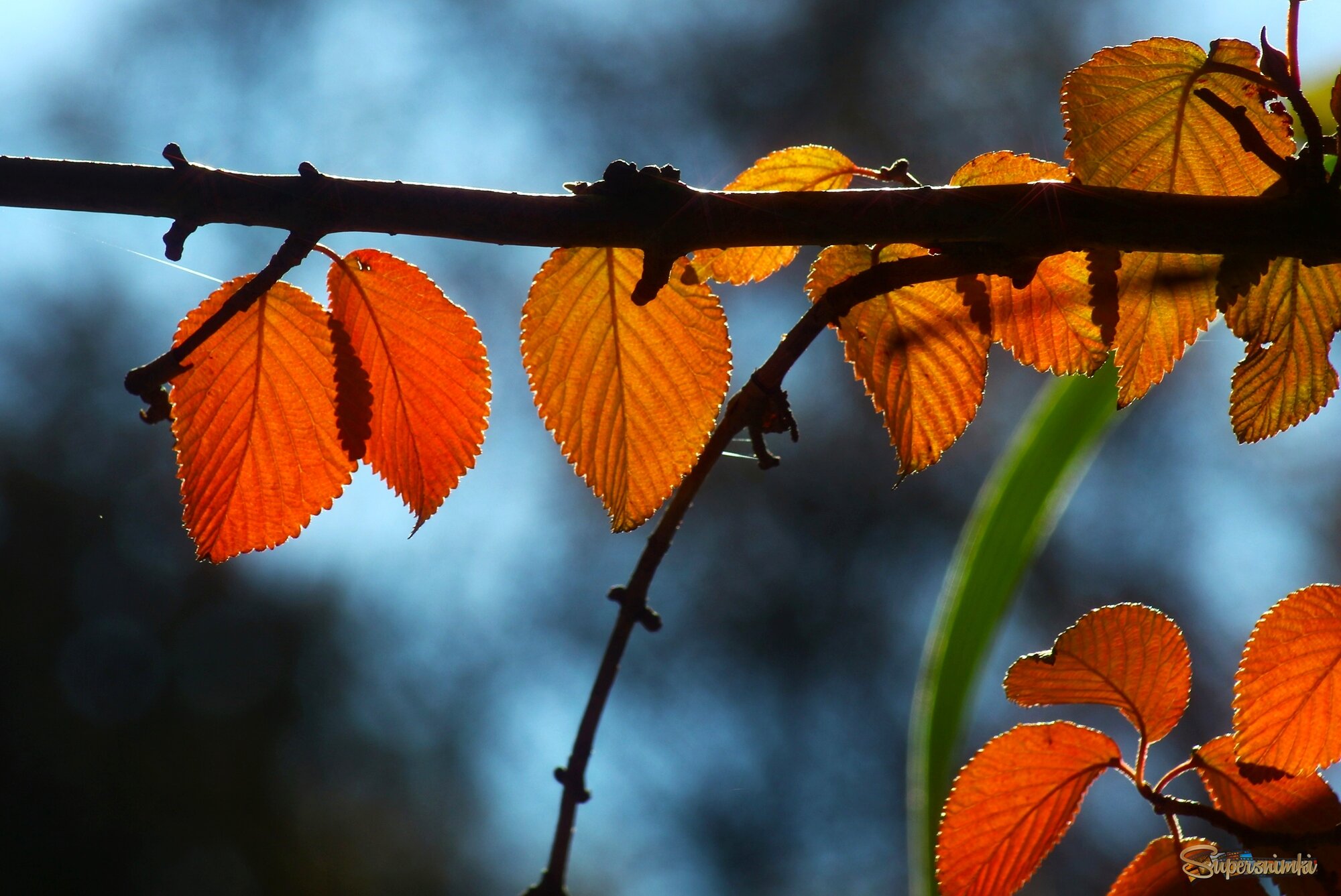 Осенние листья