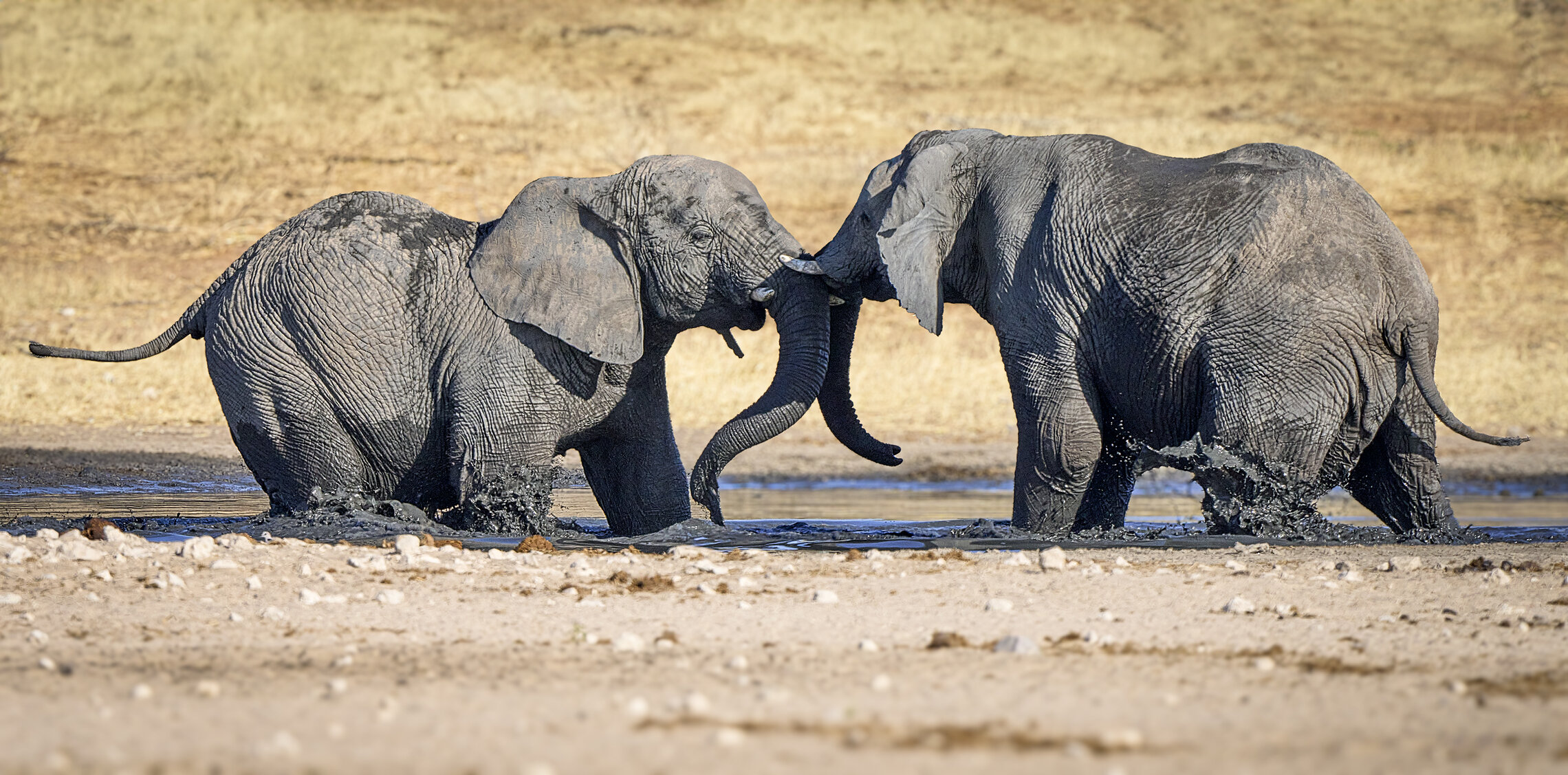 Намибийские истории...