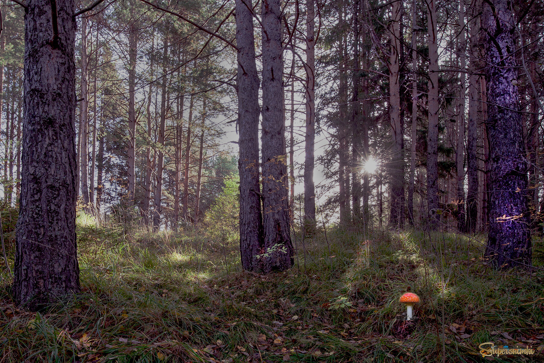 В осеннем лесу