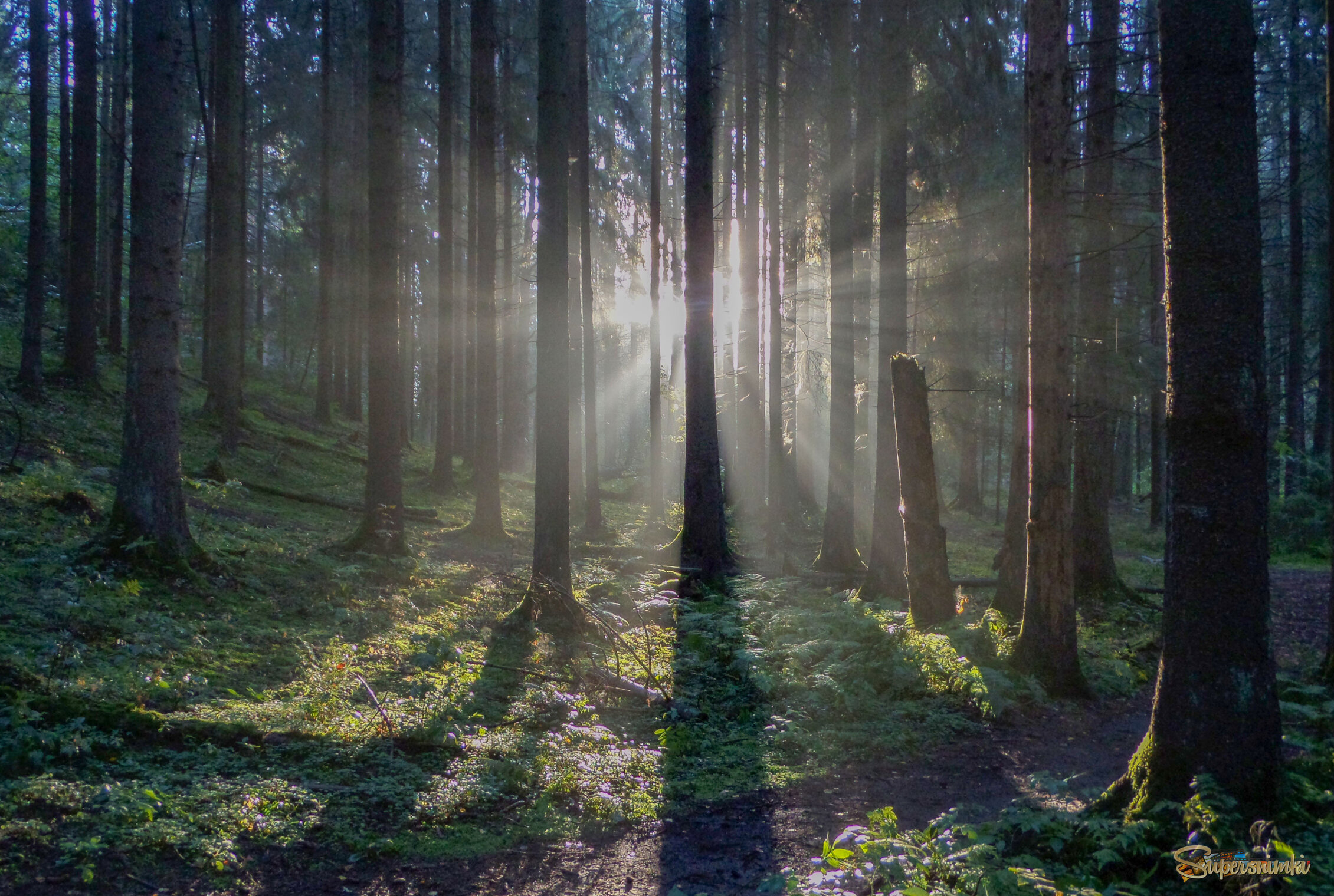 Утро в еловом лесу...........