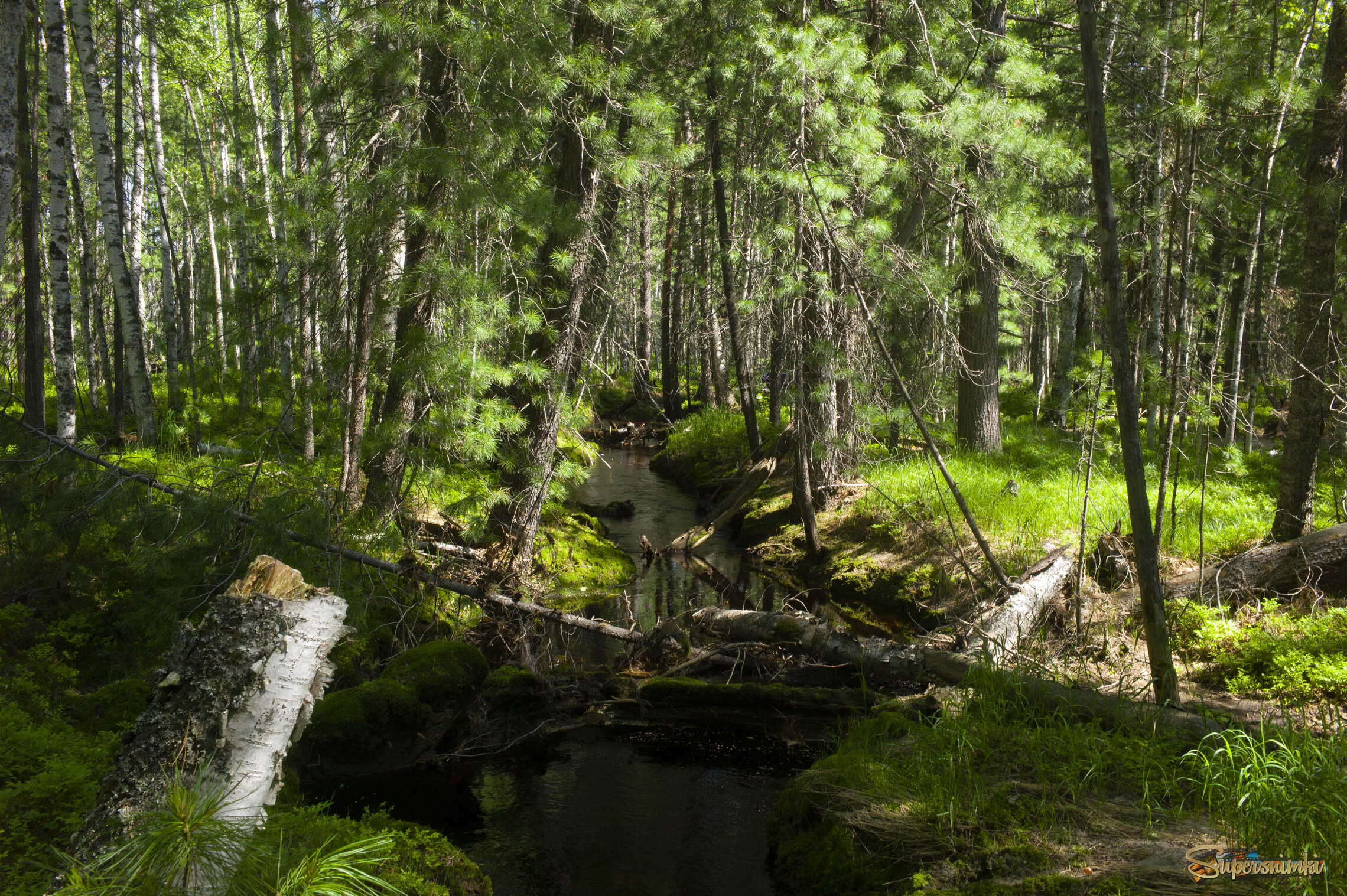 Большое Васюганское болото***