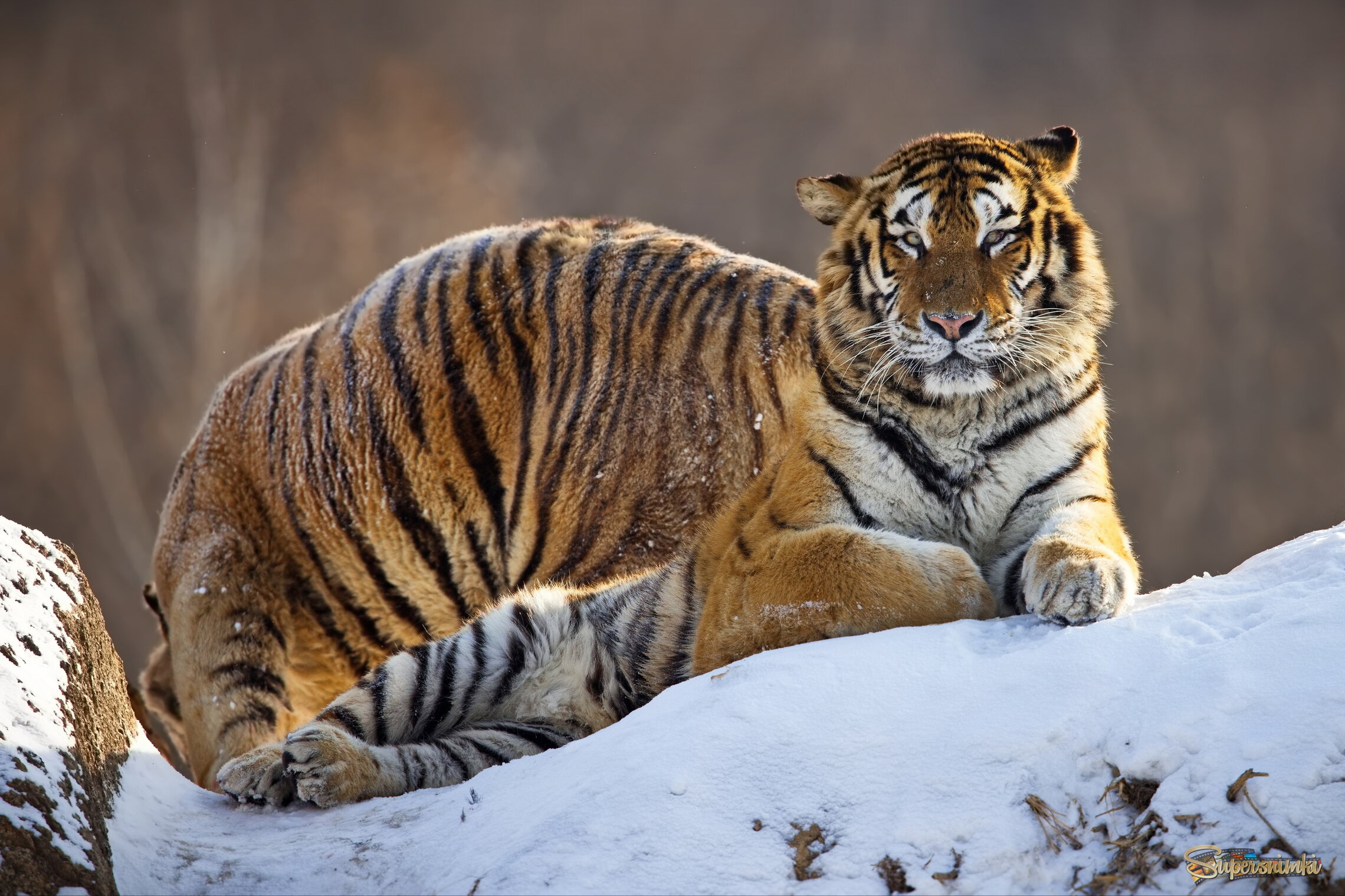 Иллюзион, или 2 тигра по цене одного