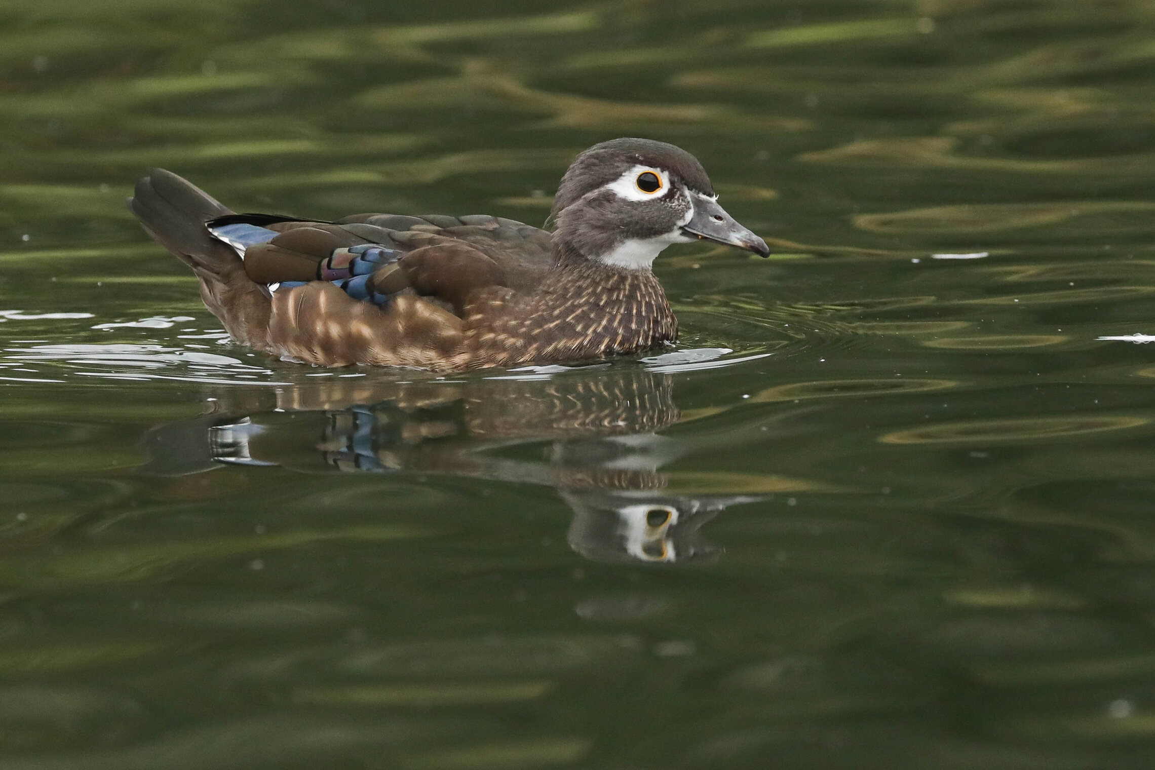 Без перемен