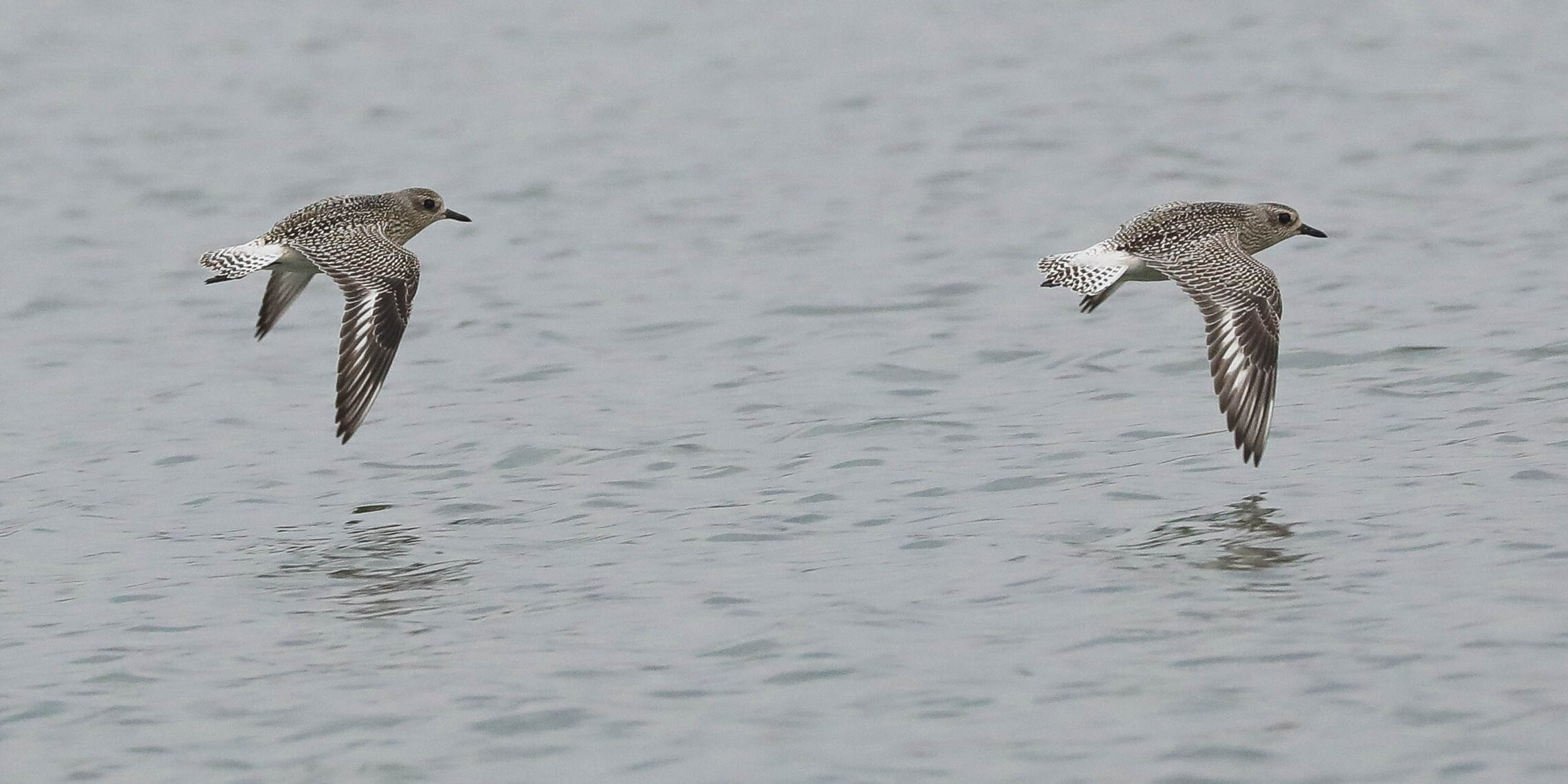 Тулесы летят