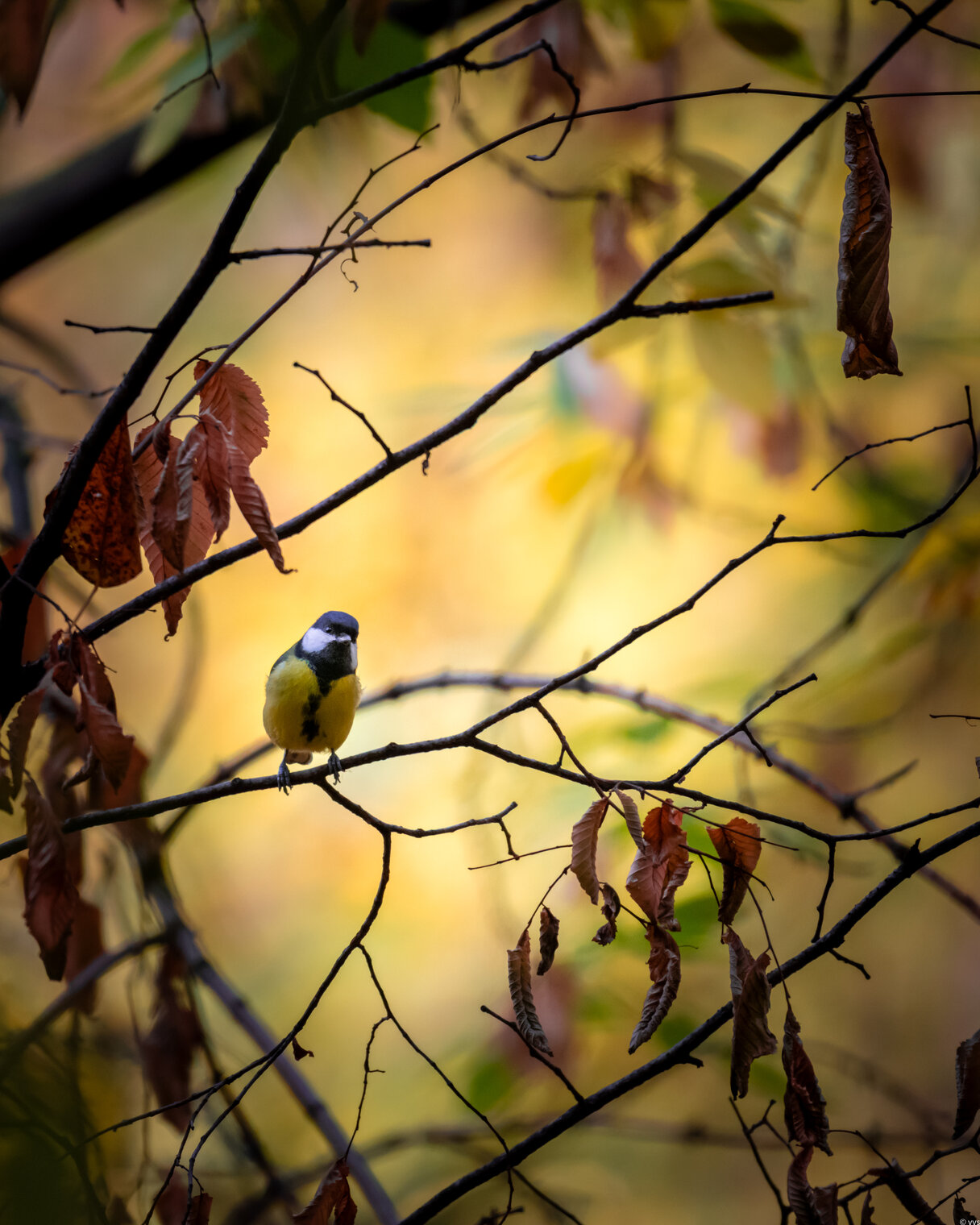 Осенние мотивы 