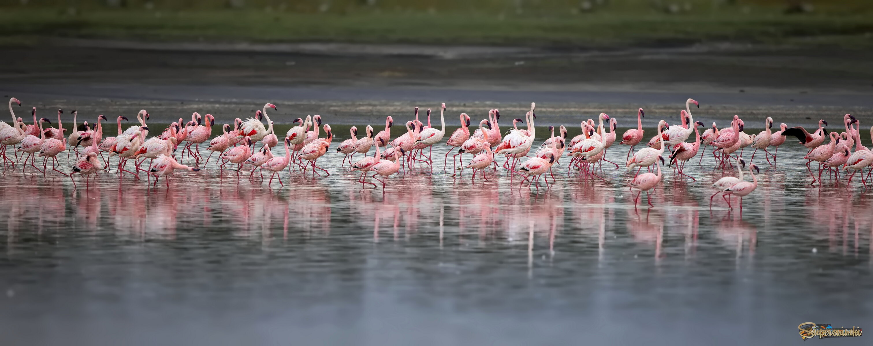 Фламинговое озеро