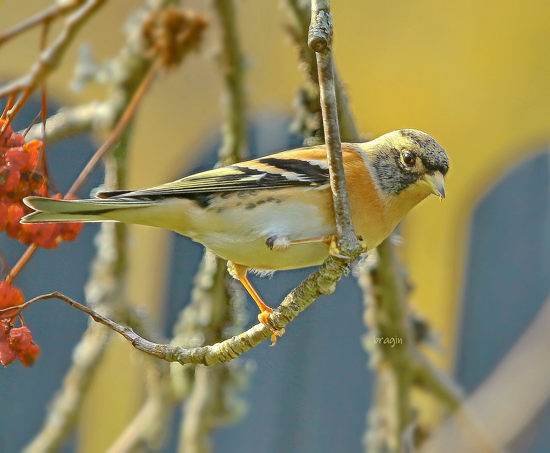 про вьюрка осеннего
