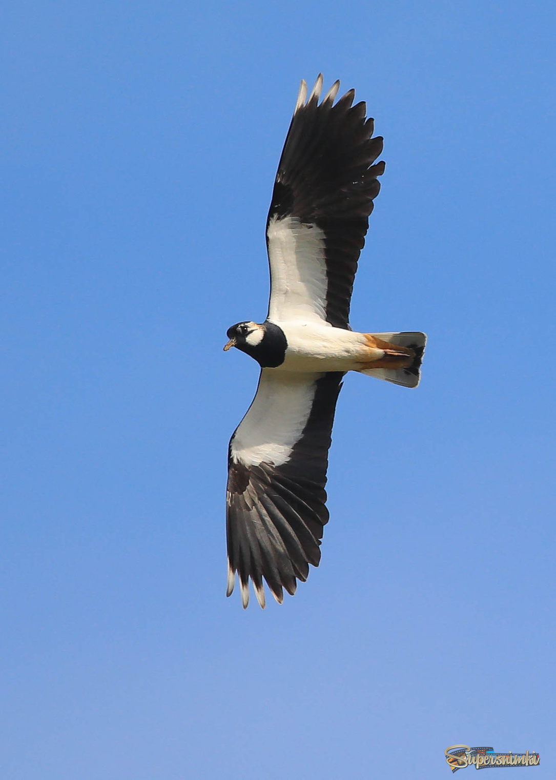 Полёт чибиса