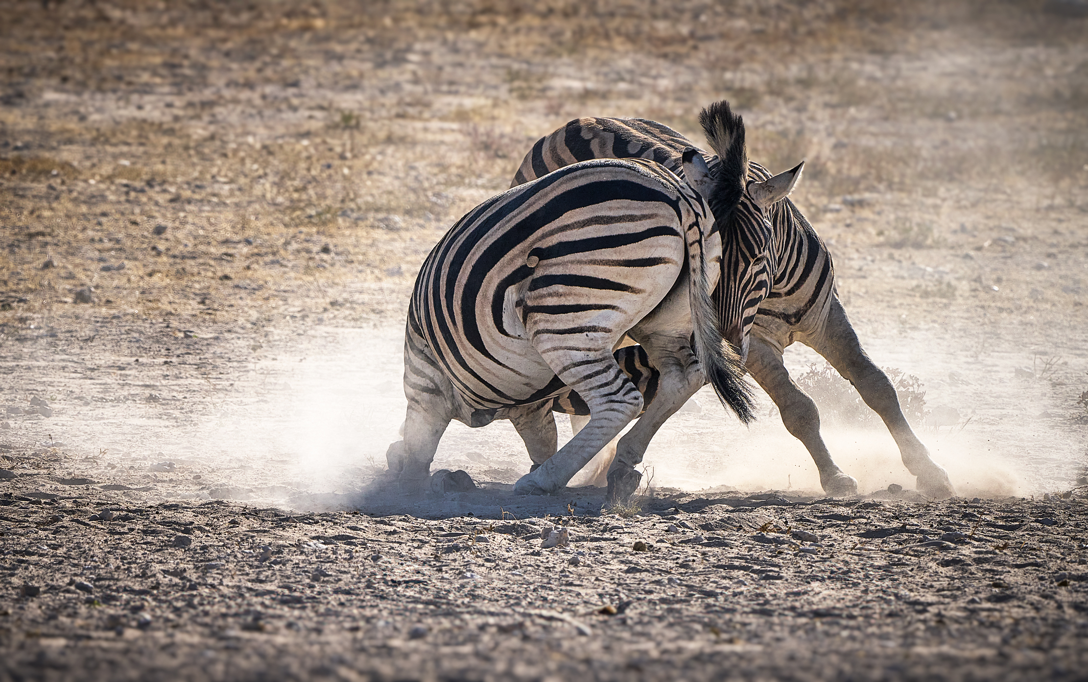 Намибийские истории...