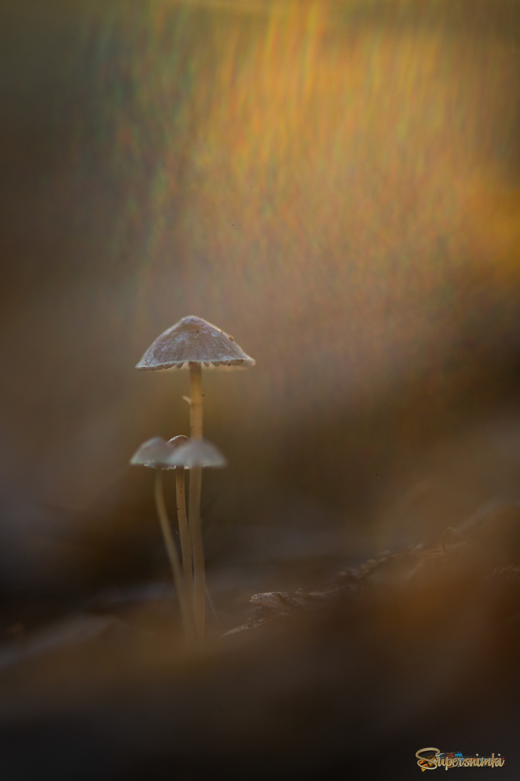 "Подсолнечник..."