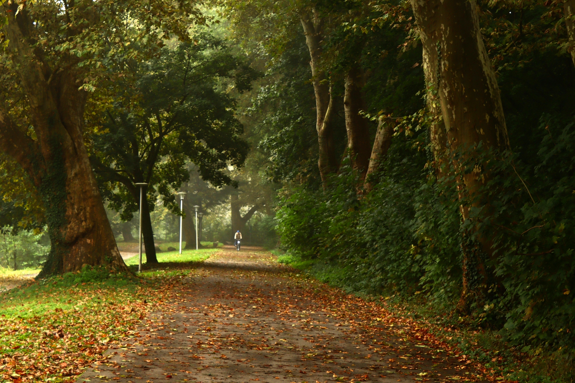 Одинокий велосипедист