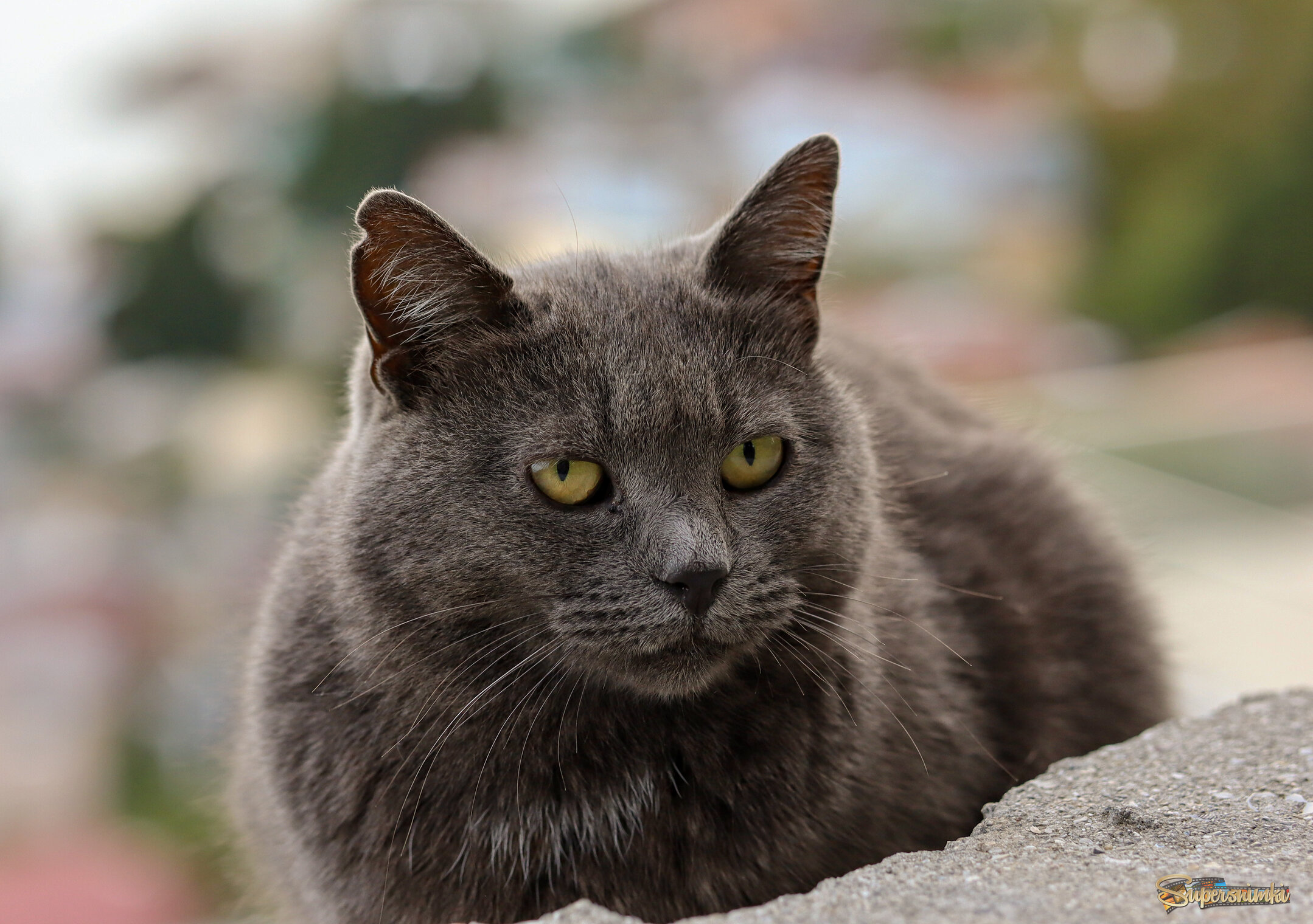 Счатливый житель Ялты