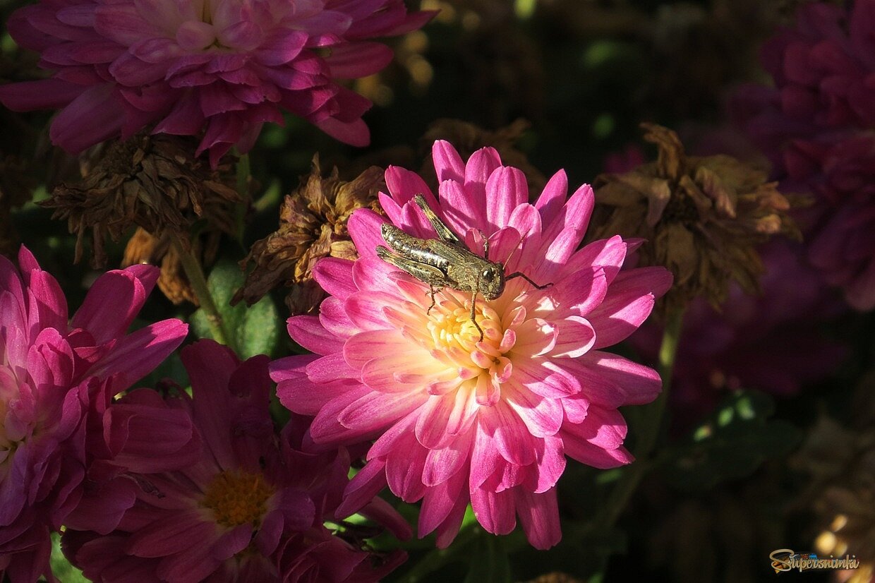 Не в траве и не зеленый )))