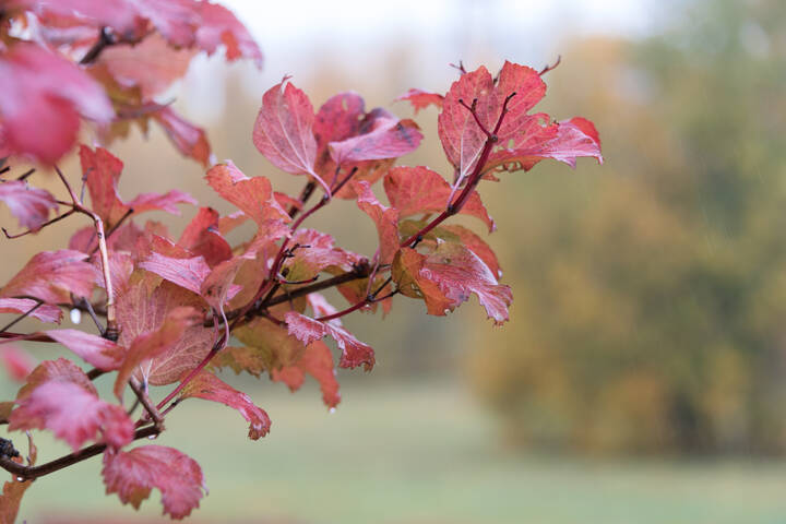 ***