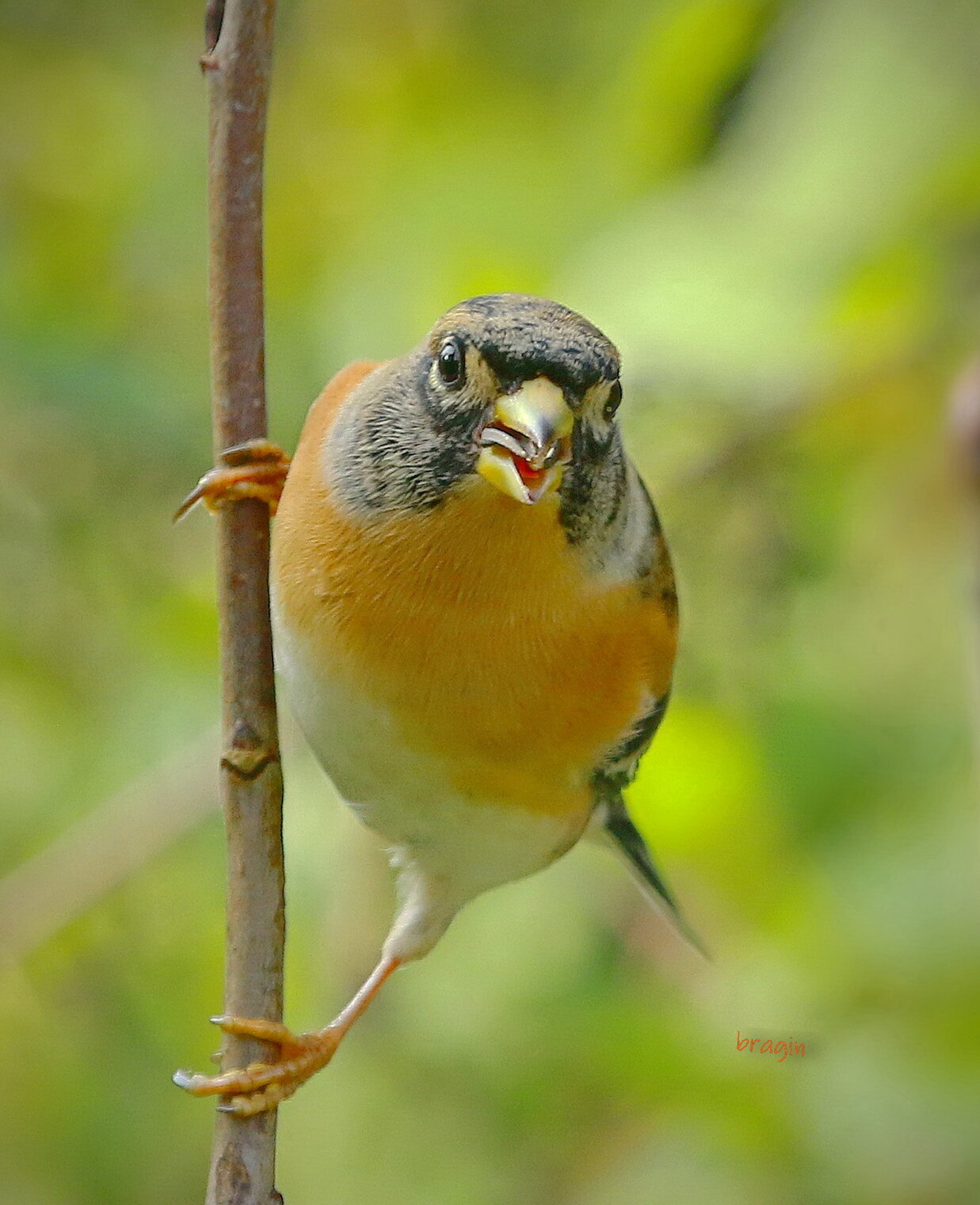 вьюрок приветствует...