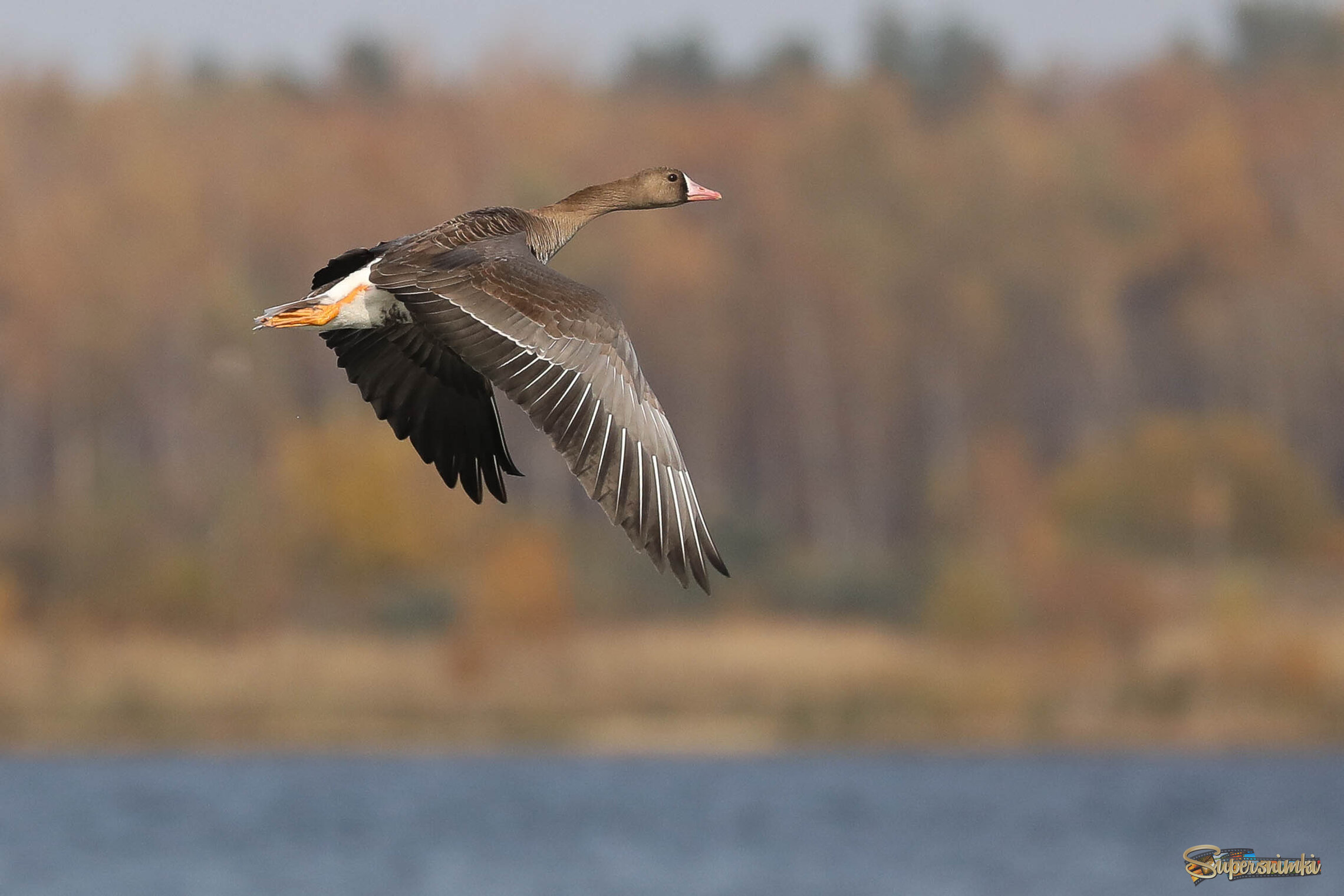 Что там за лесом?