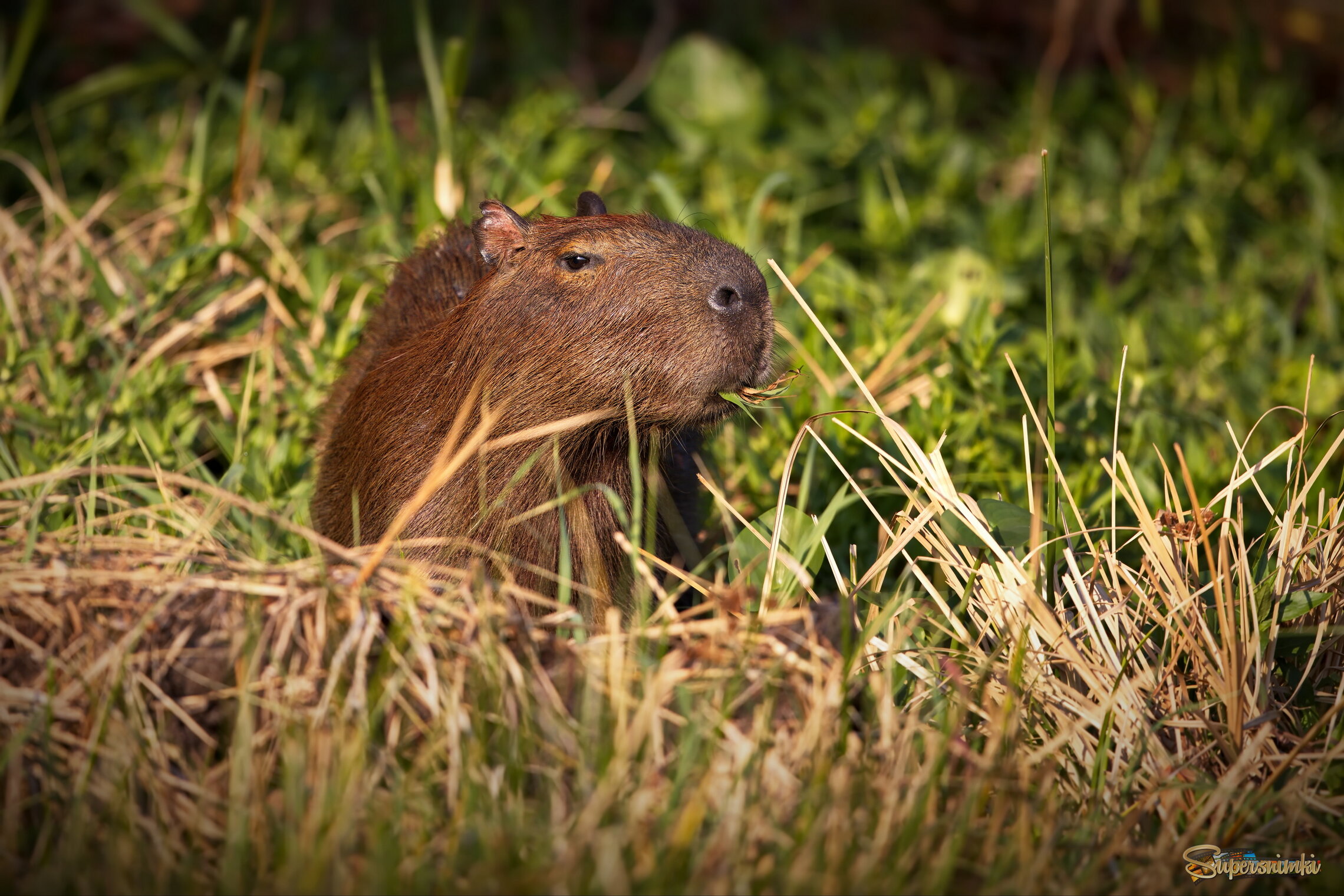Он ел одну лишь травку...