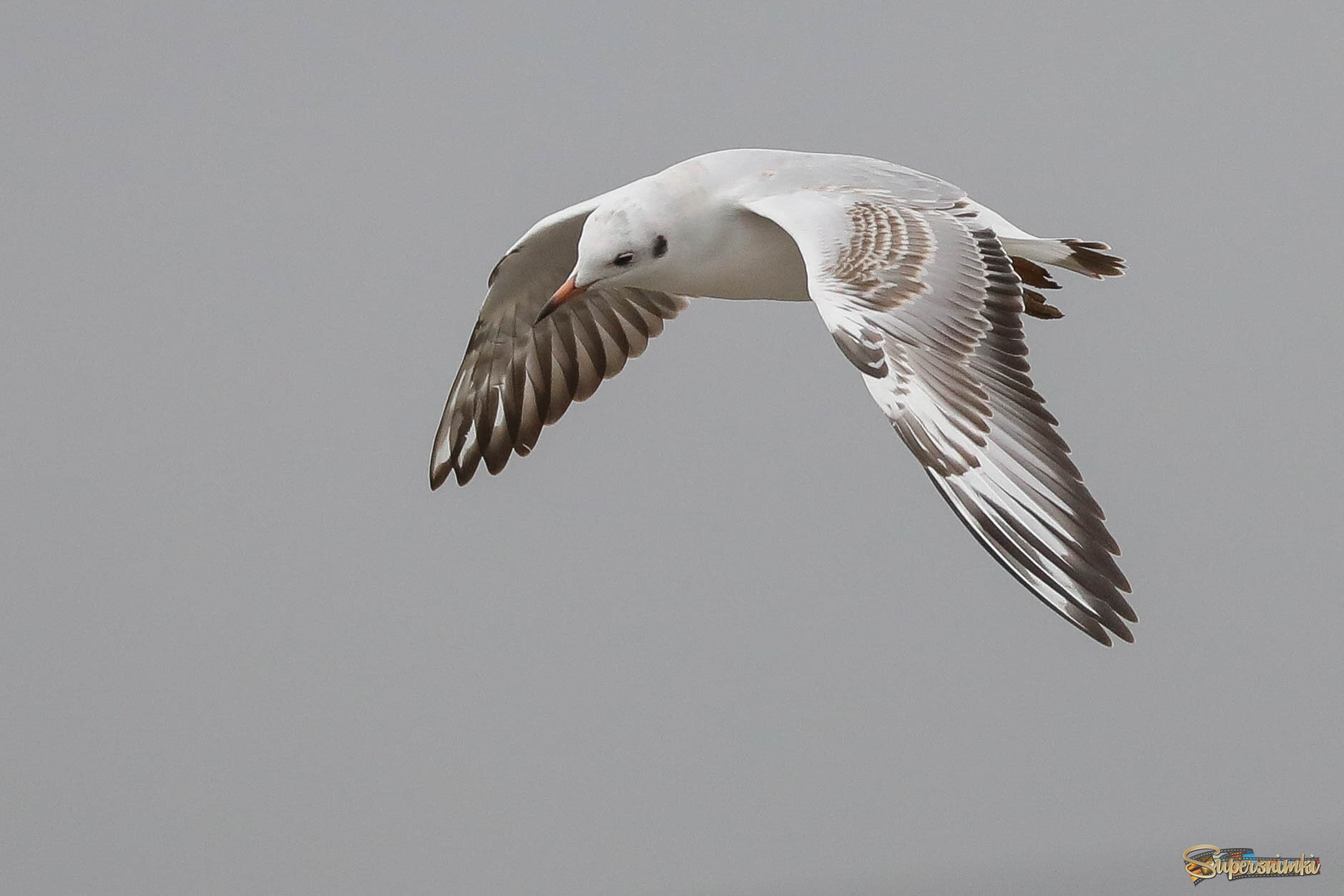 Красота полёта