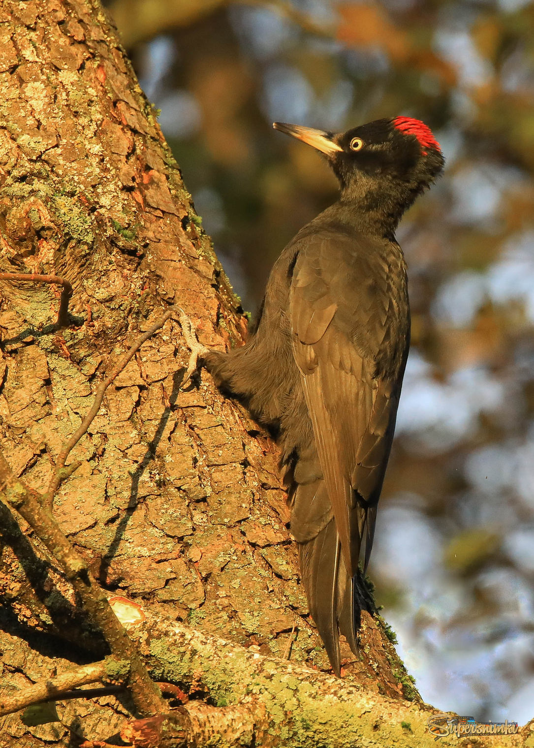 На утреннем солнце
