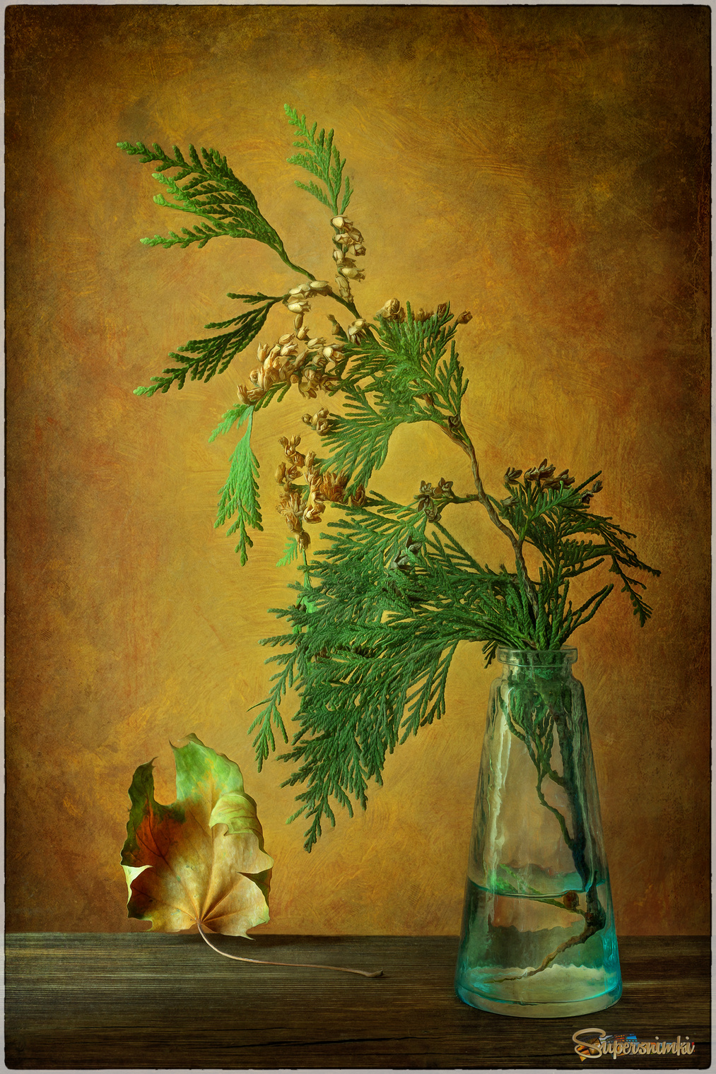 Ветка туи...